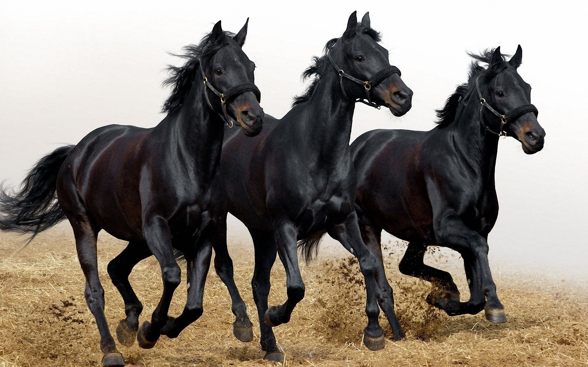 32k Wallpaper Horses 