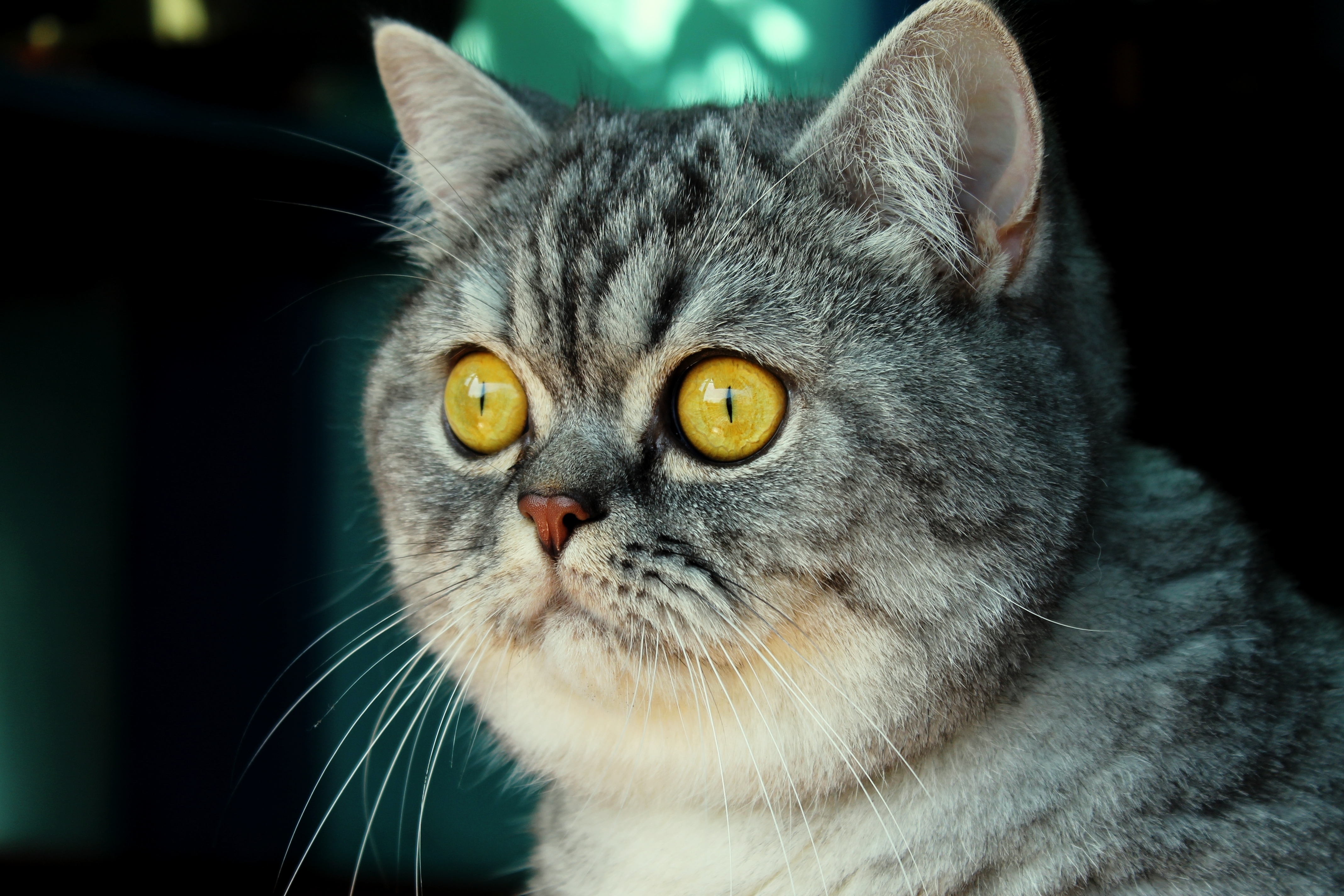 Laden Sie das Tiere, Der Kater, Katze, Schnauze, Gestreift, Sicht, Meinung, Schreck-Bild kostenlos auf Ihren PC-Desktop herunter