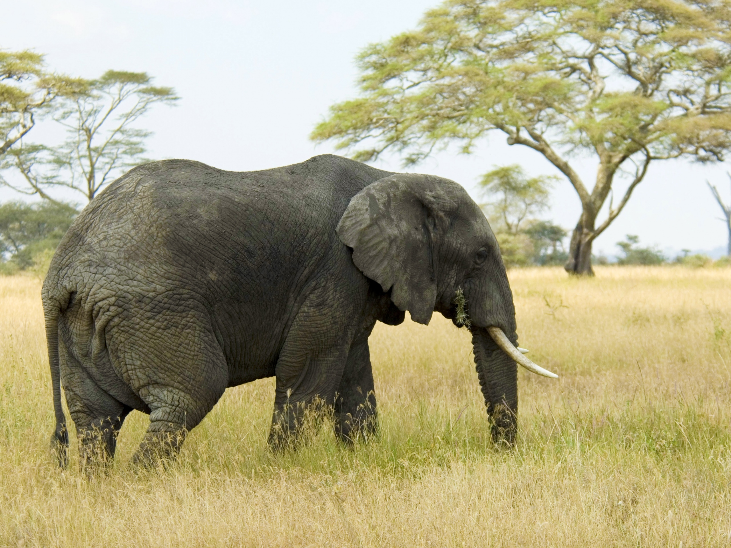 Laden Sie das Tiere, Grass, Feld, Bummel, Spaziergang, Elefant, Elefanten-Bild kostenlos auf Ihren PC-Desktop herunter
