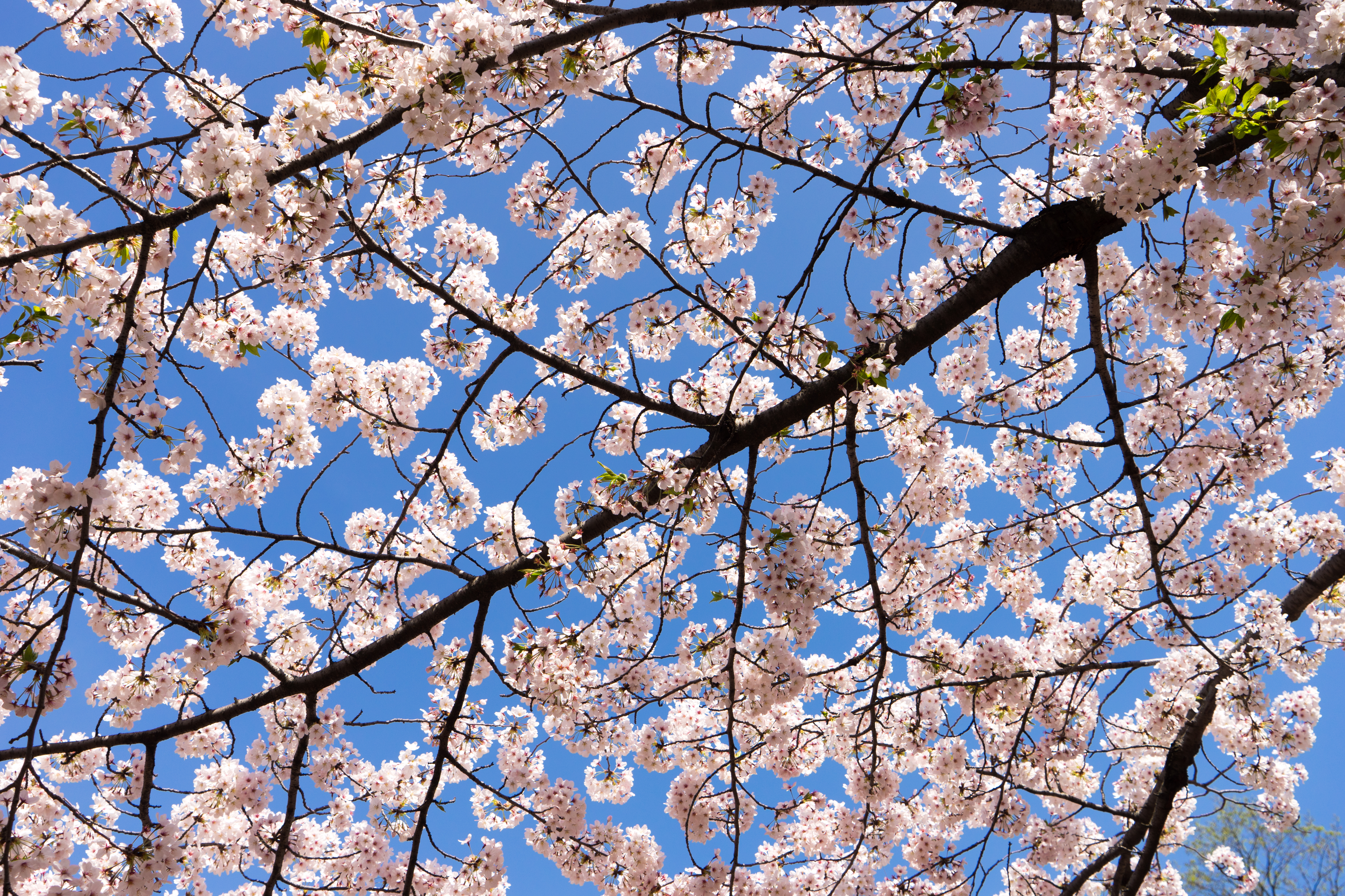 Laden Sie das Blumen, Kirsche, Geäst, Zweige, Frühling-Bild kostenlos auf Ihren PC-Desktop herunter