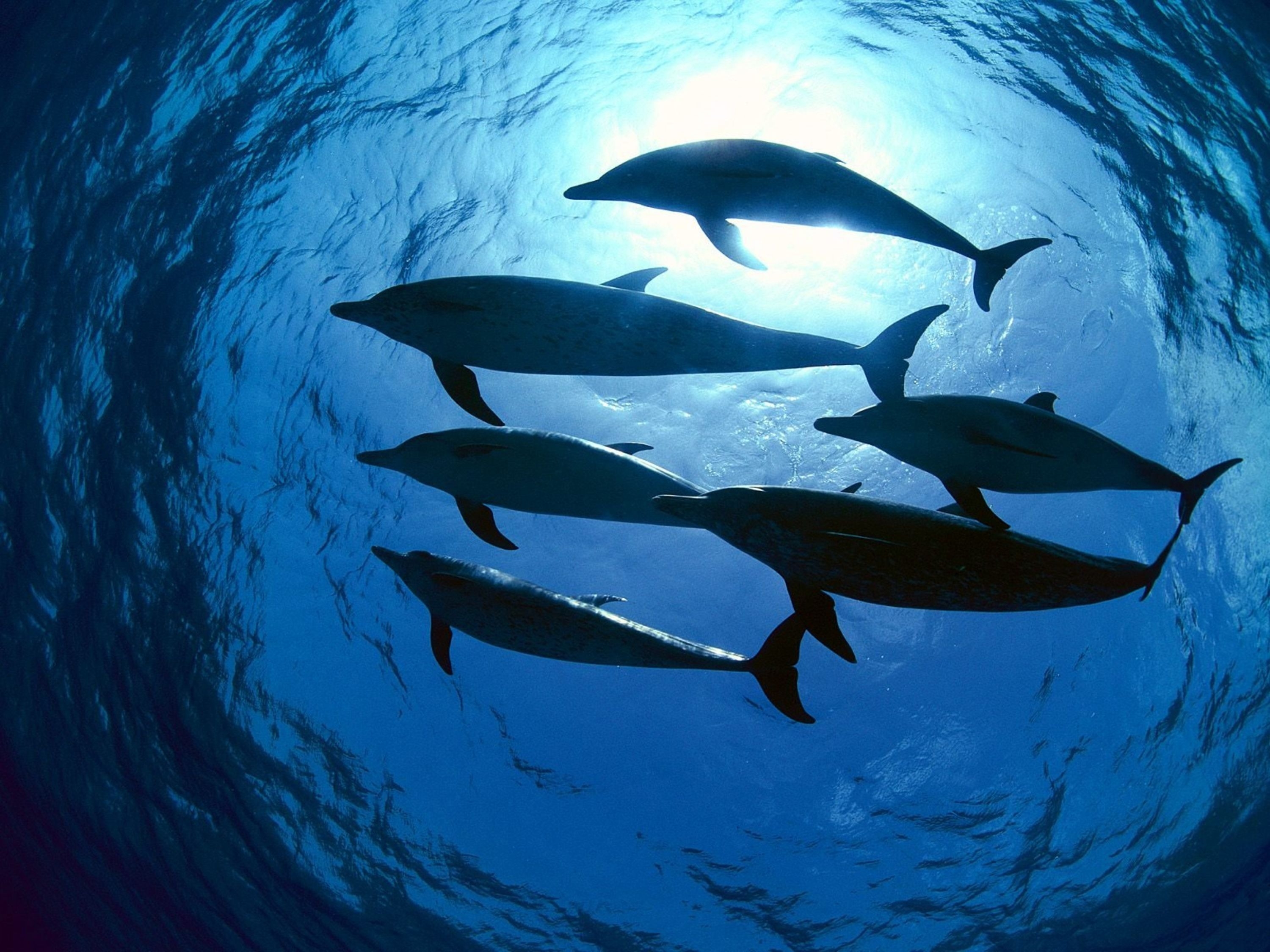 81011 Bild herunterladen delfine, tiere, schwimmen, unterwasserwelt - Hintergrundbilder und Bildschirmschoner kostenlos