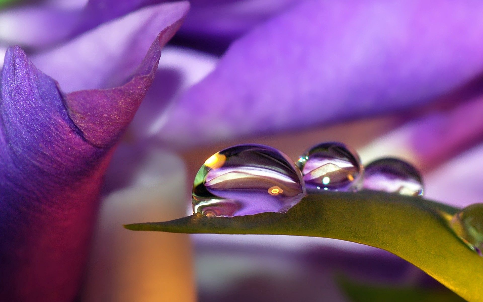 drops, flower, macro, petals, dew Smartphone Background