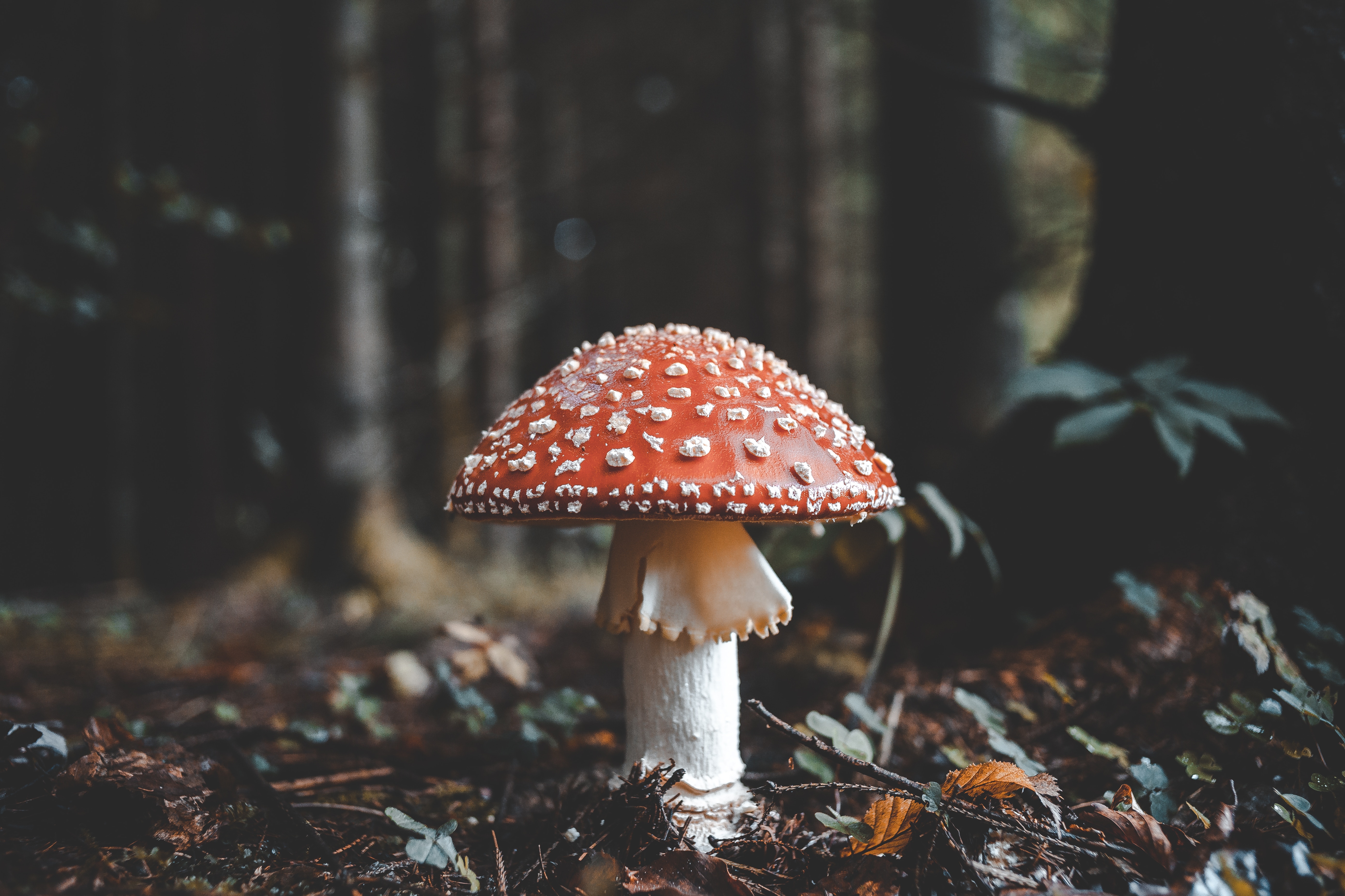 mushroom, nature, autumn, foliage, fly agaric, toadstool