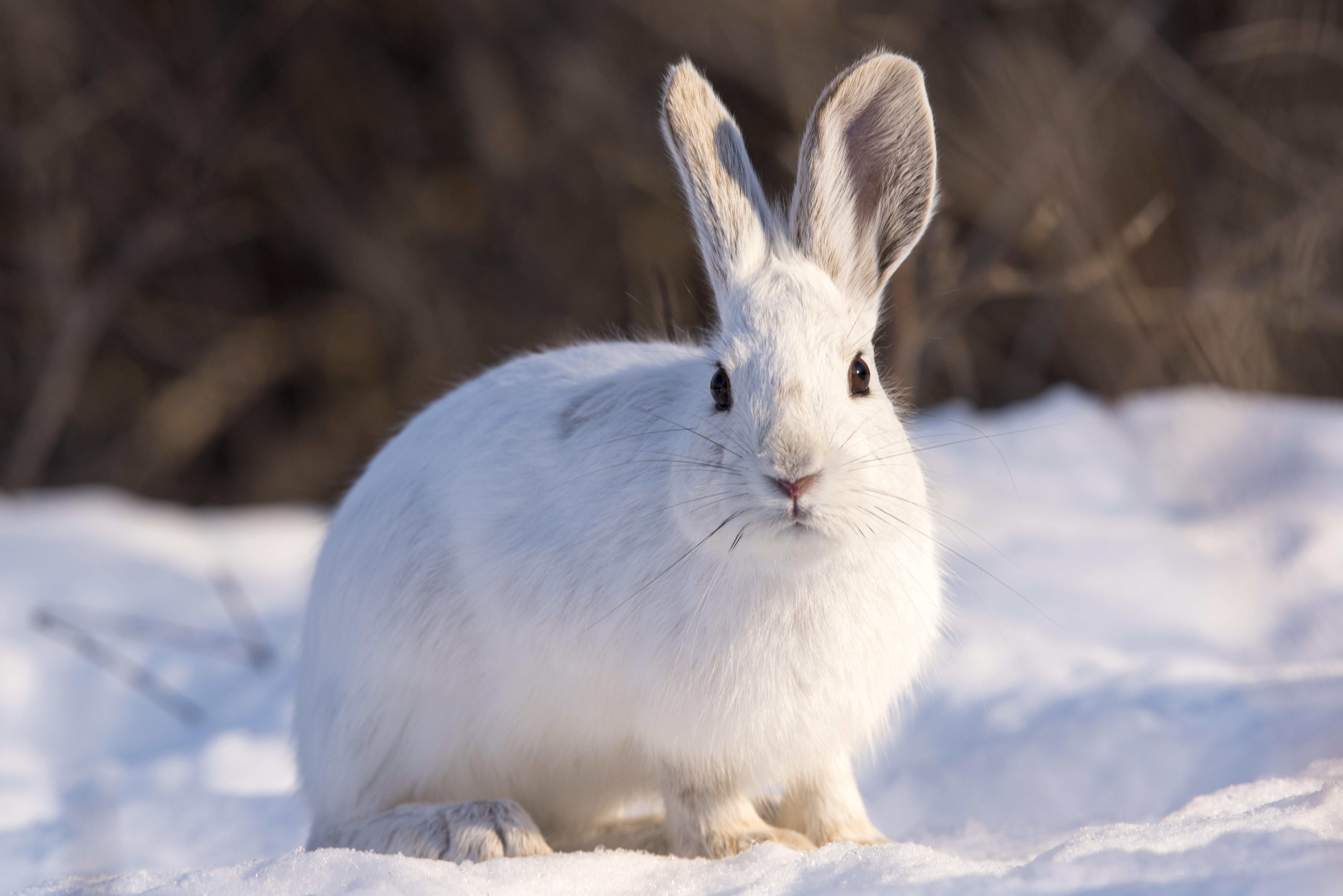 Handy-Wallpaper Kaninchen, Tiere, Winter, Schnee, Tier kostenlos herunterladen.
