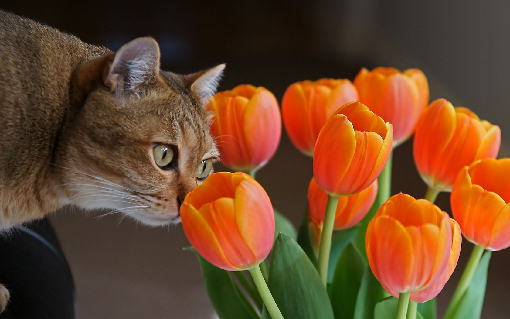 tulip, animal, cat, cats 2160p