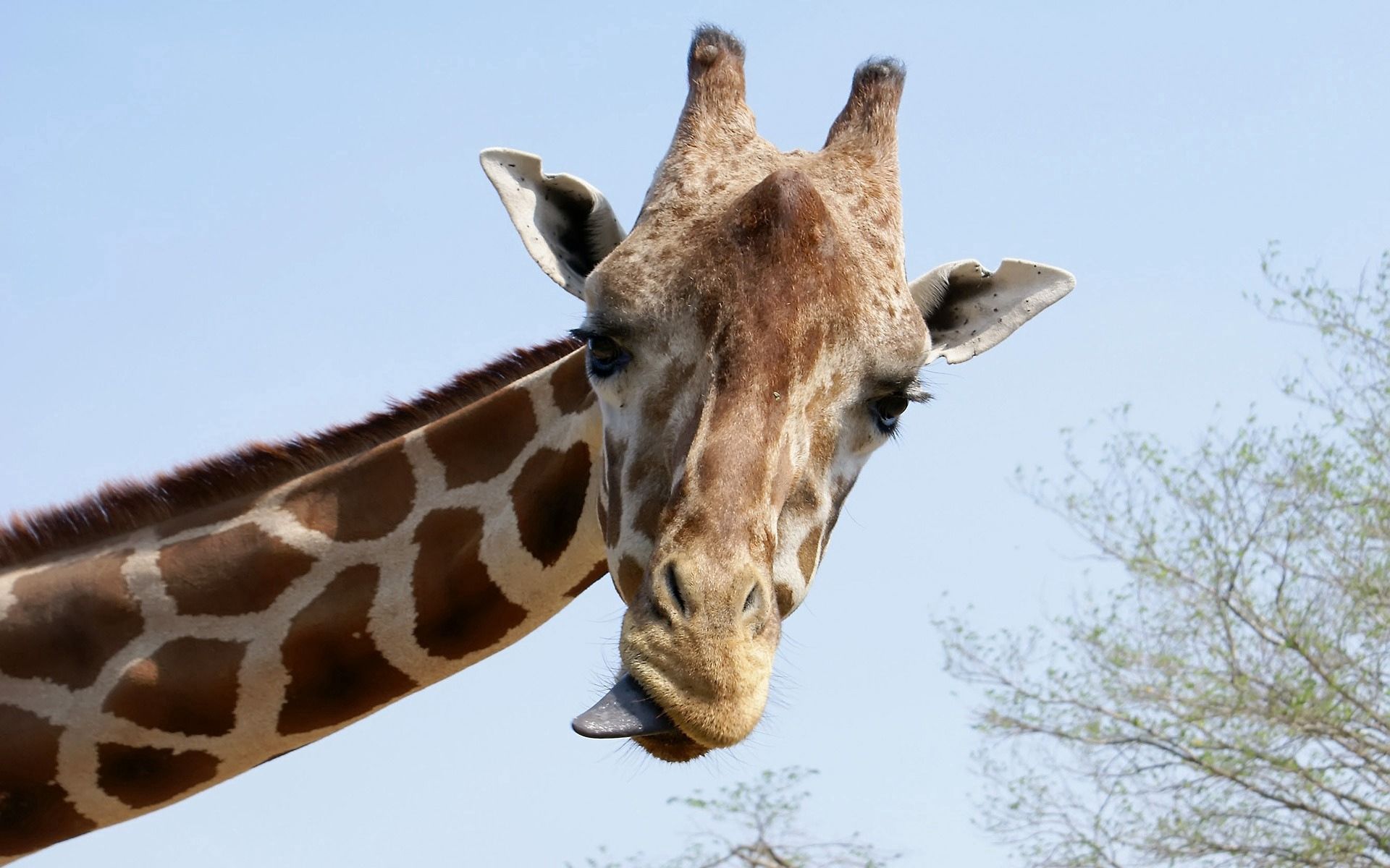 126780 Hintergrundbild herunterladen giraffe, tiere, schnauze, cool, sprache, zunge - Bildschirmschoner und Bilder kostenlos