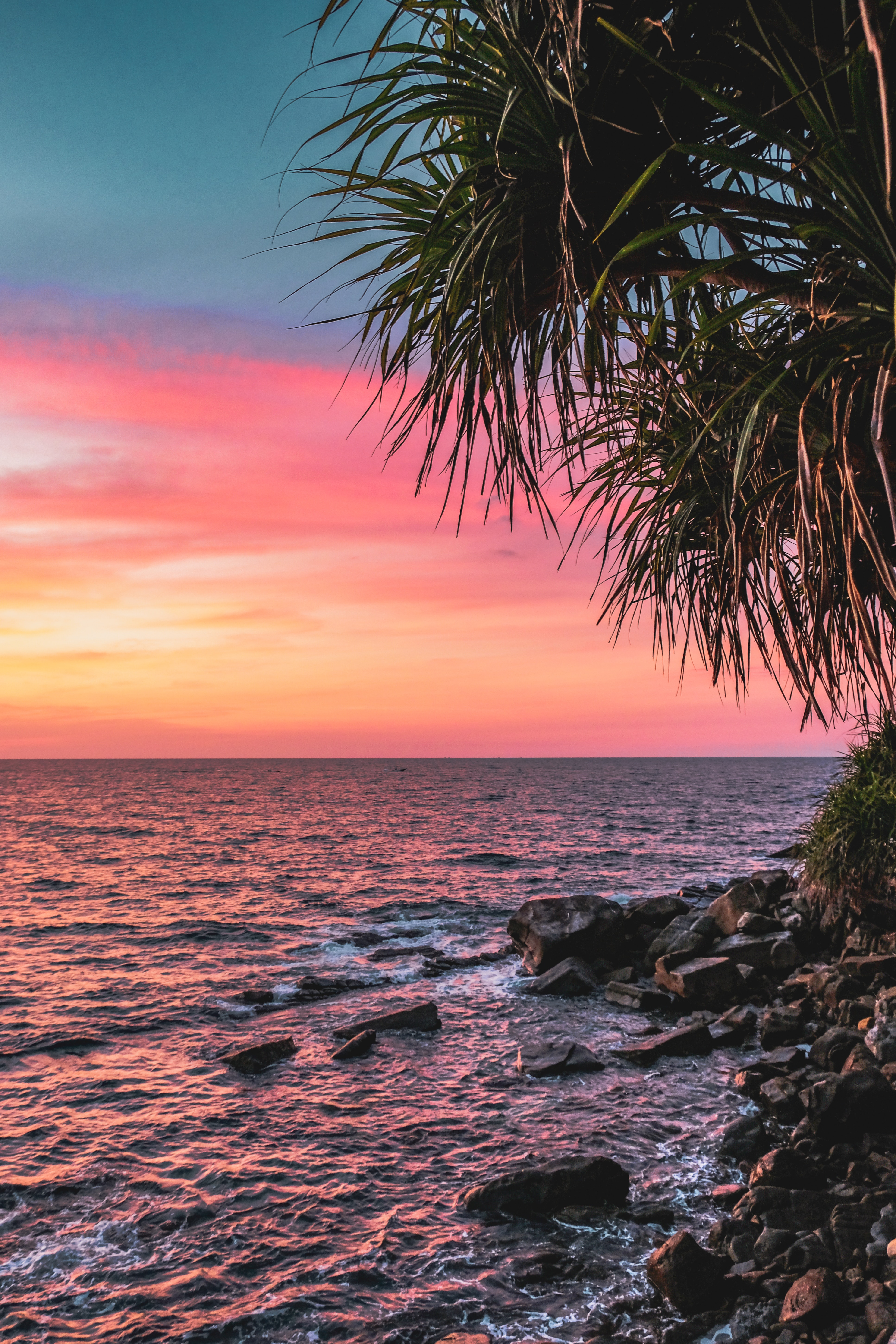sunset, sea, nature, pink, coast, palm