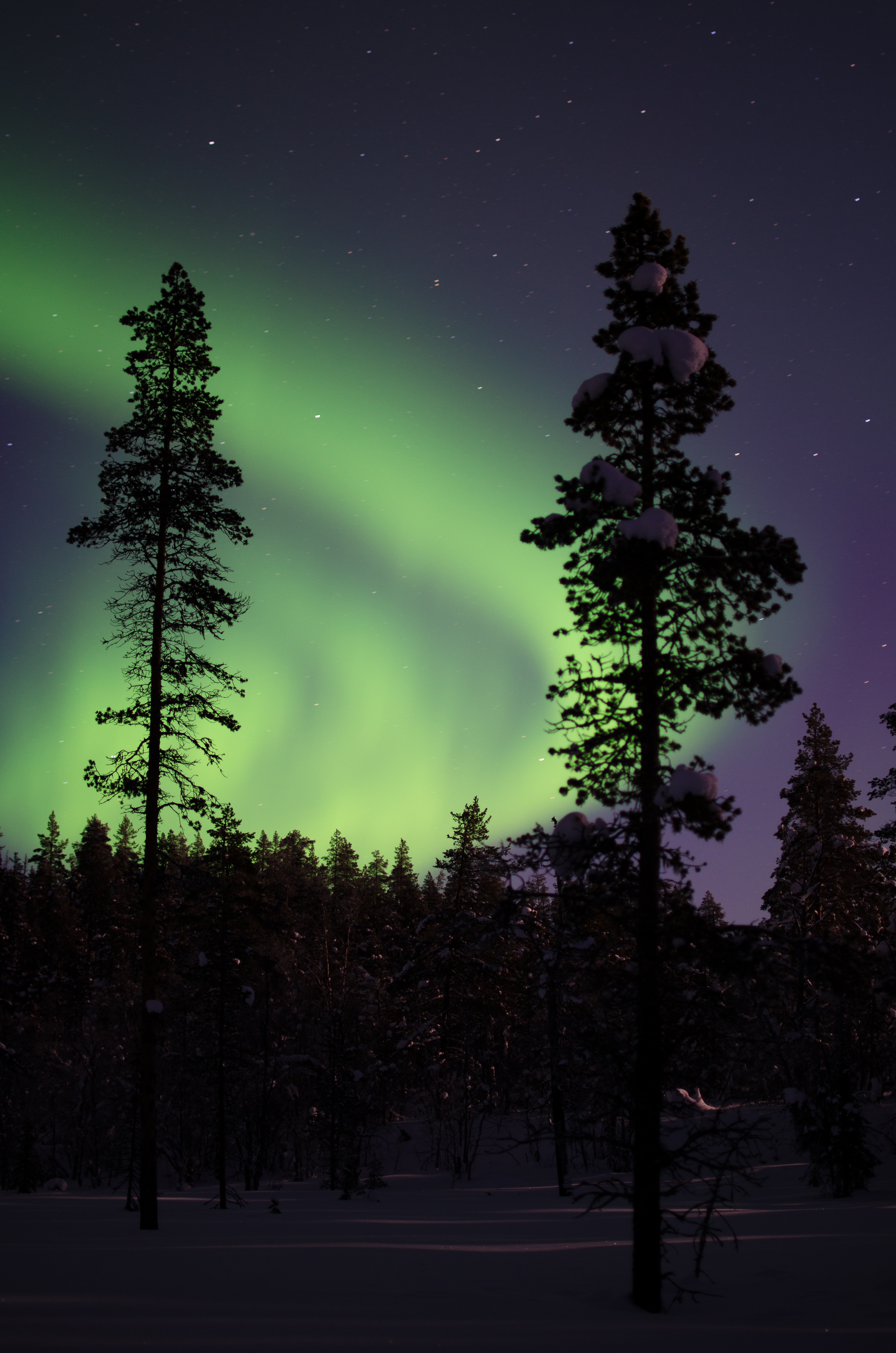aurora borealis, snowbound, nature, trees, night, snow, forest, snow covered, northern lights, aurora 8K