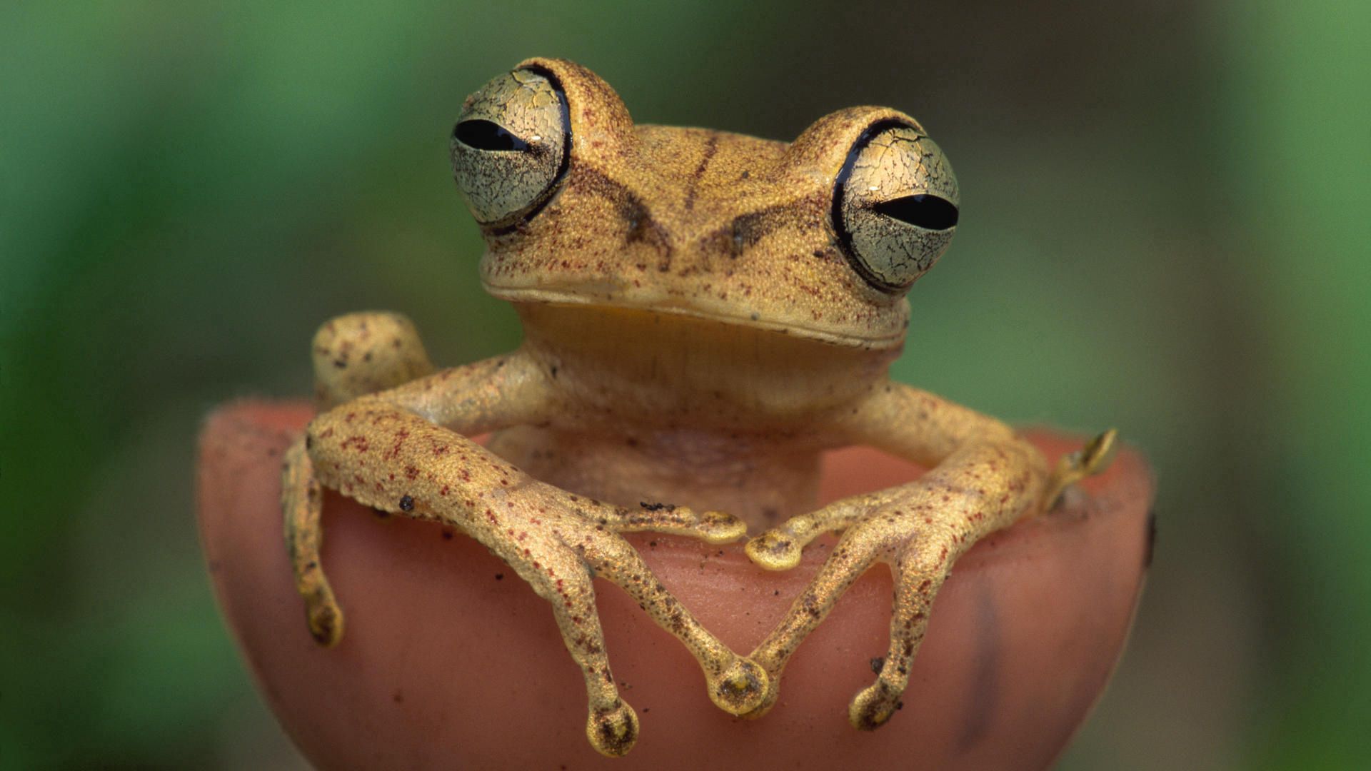 Download free Frog HD pictures