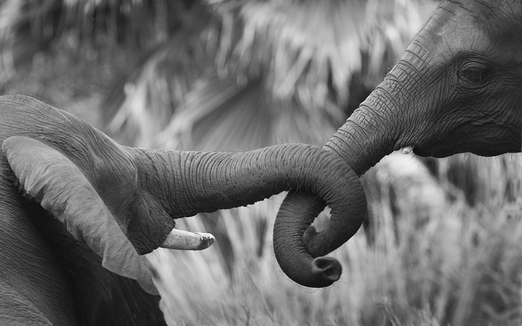45428 Hintergrundbilder und Elephants Bilder auf dem Desktop. Laden Sie grau, tiere Bildschirmschoner kostenlos auf den PC herunter