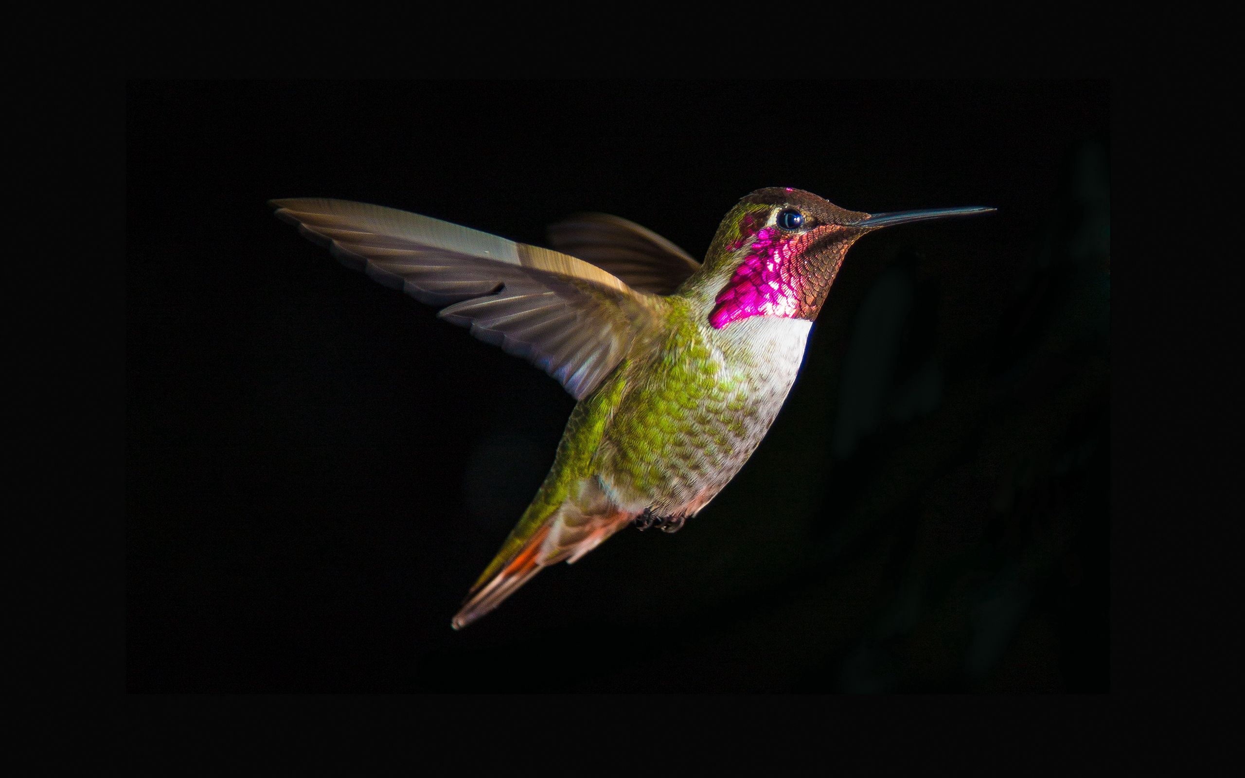 150287 Hintergrundbild herunterladen kolibris, tiere, vogel, flug, welle, fegen - Bildschirmschoner und Bilder kostenlos