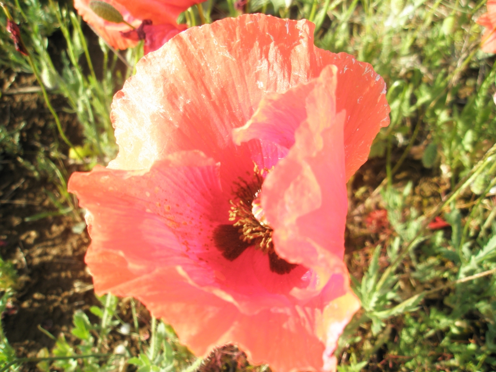 Images & Pictures flowers, red, plants Poppies