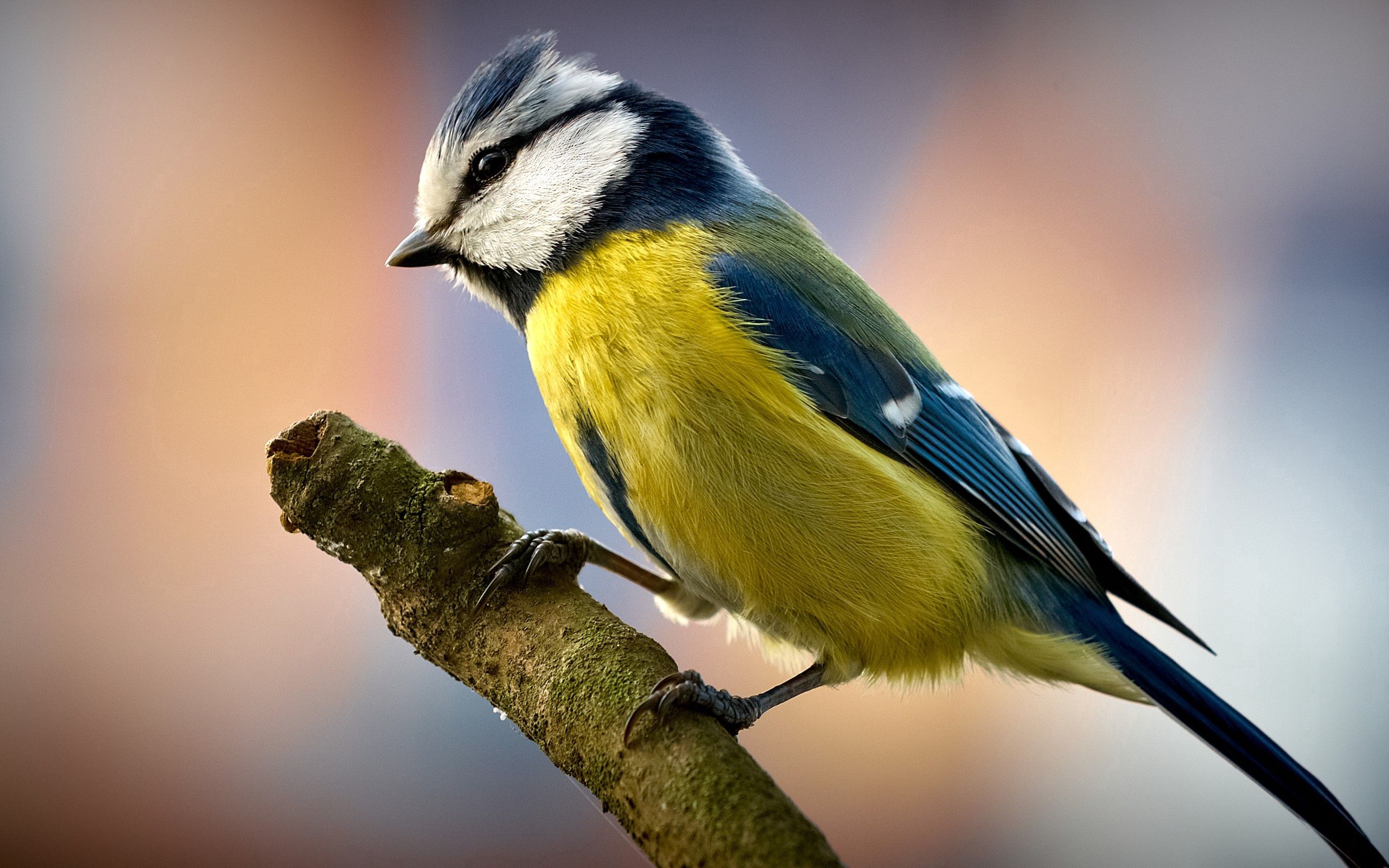 155827 Bildschirmschoner und Hintergrundbilder Vogel auf Ihrem Telefon. Laden Sie schnabel, tiere, farbe, sitzen Bilder kostenlos herunter