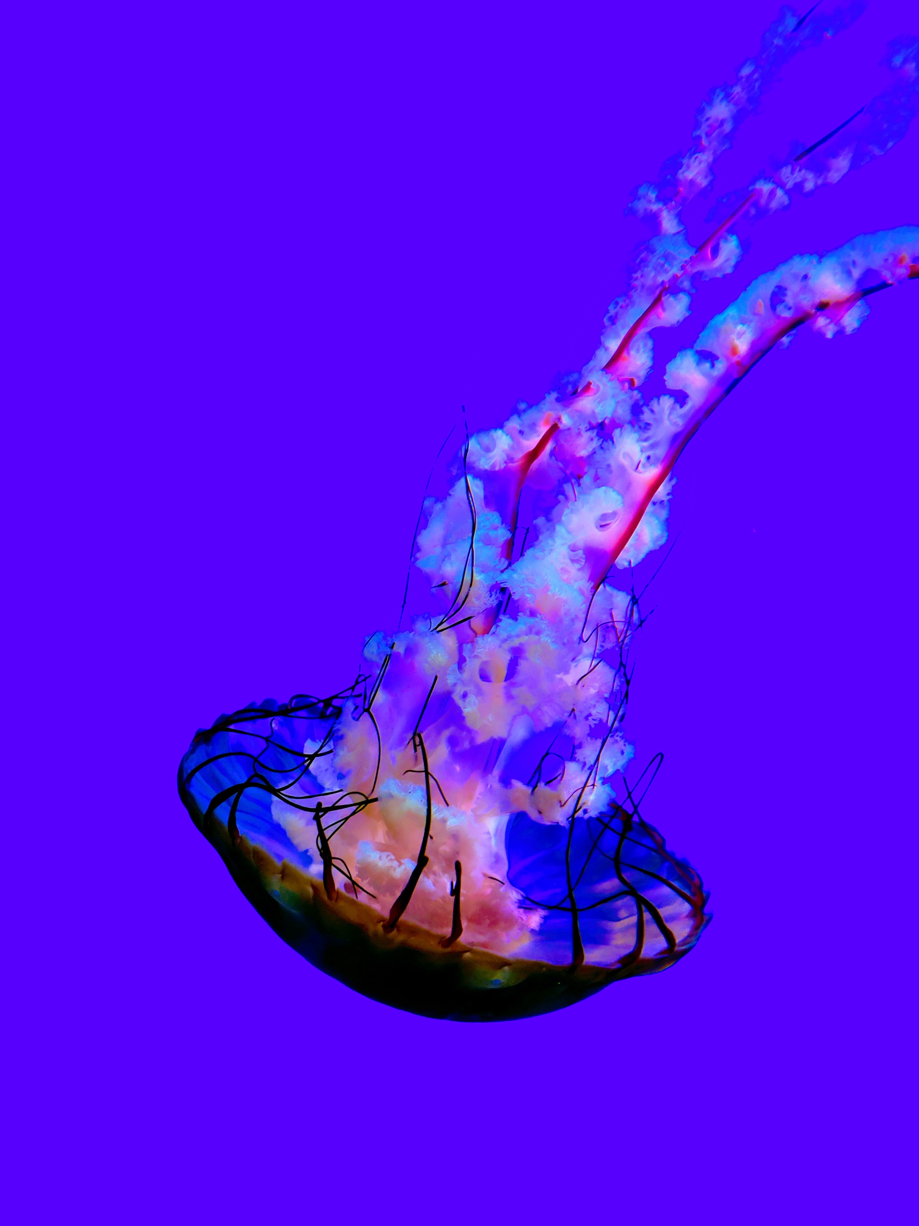 125360 Hintergrundbild herunterladen kreatur, tiere, blau, qualle, sein, tentakel, tentakeln - Bildschirmschoner und Bilder kostenlos