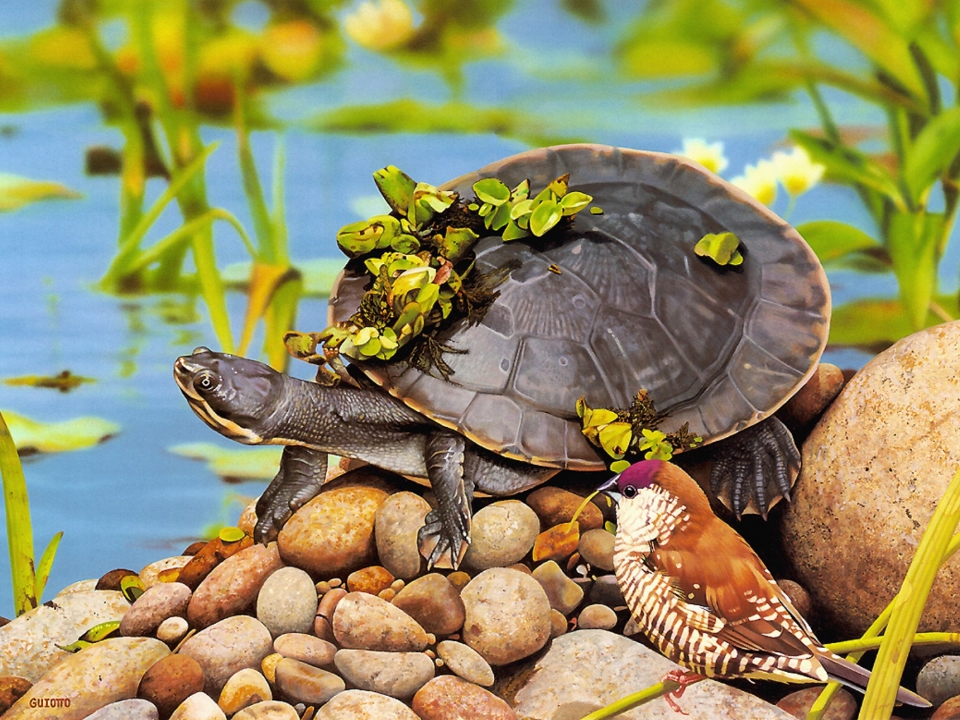 47081 Bild herunterladen tiere, turtles - Hintergrundbilder und Bildschirmschoner kostenlos