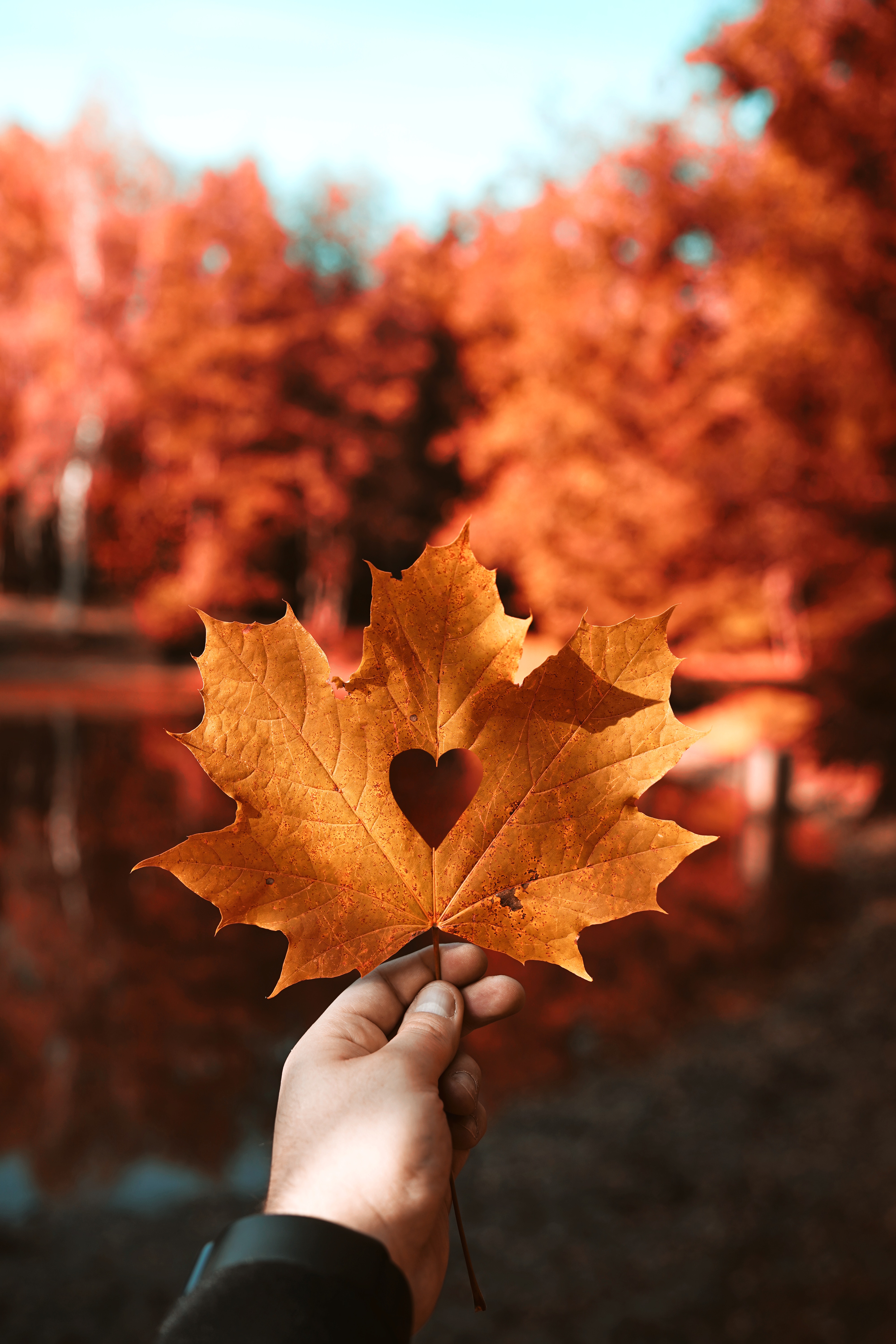 maple, love, heart, autumn, hand, blur, smooth, sheet, leaf