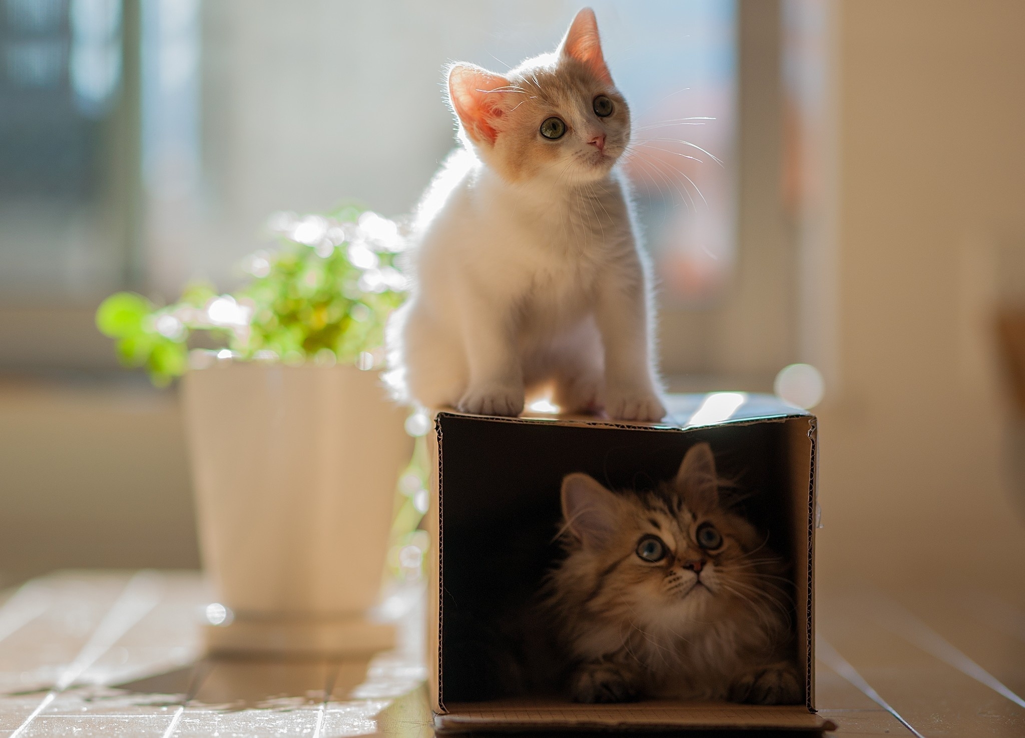 animals, kitty, kitten, portrait, climb, indoor plant, houseplant HD wallpaper