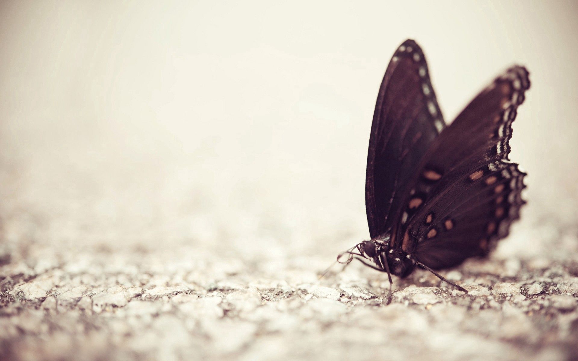 surface, butterfly, macro, pattern Panoramic Wallpapers