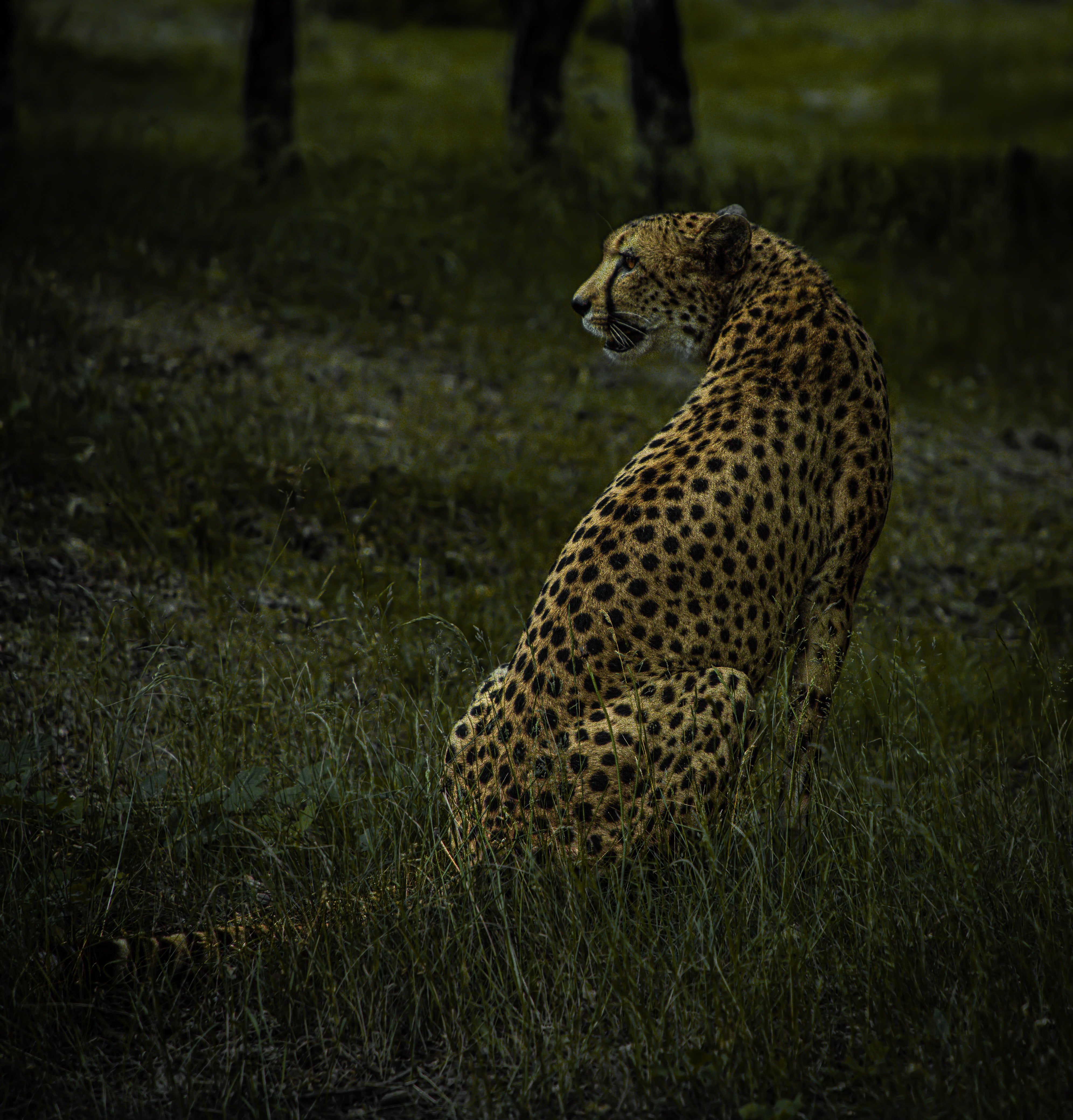 126305 Hintergrundbilder und Gepard Bilder auf dem Desktop. Laden Sie tier, tiere, big cat, predator Bildschirmschoner kostenlos auf den PC herunter