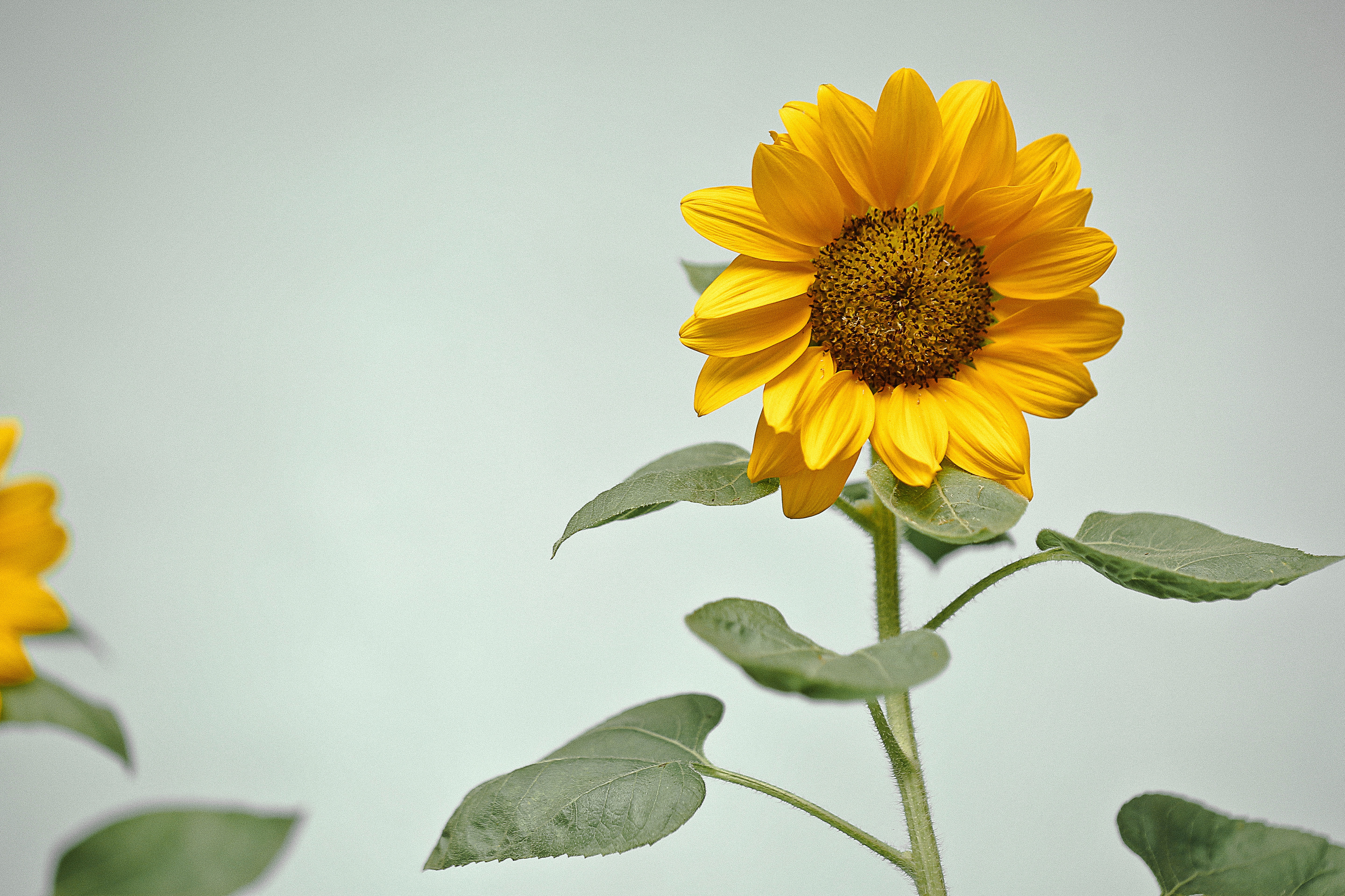 yellow, sunflower, flowers, flower, plant
