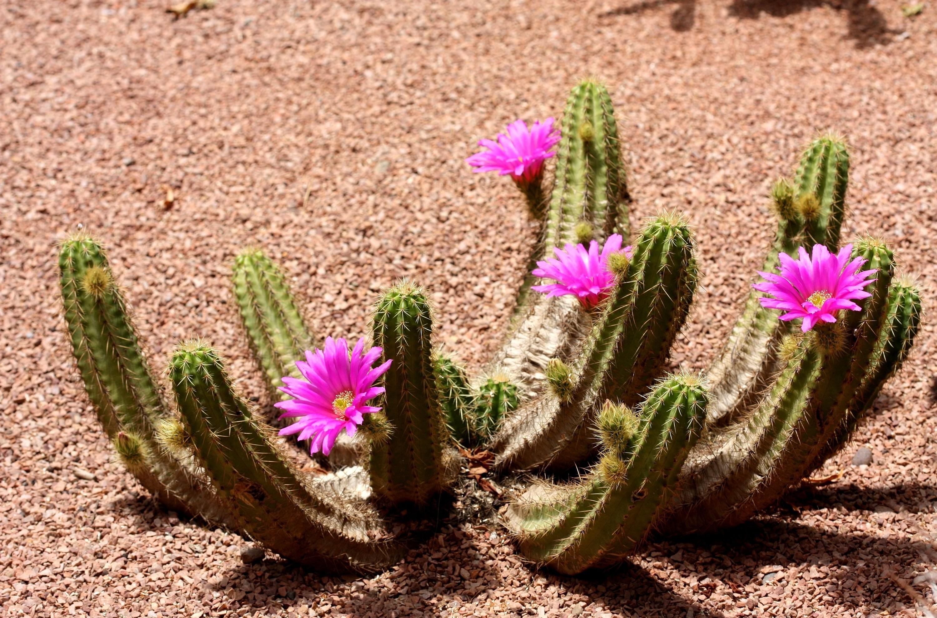 133152 Bildschirmschoner und Hintergrundbilder Kaktus auf Ihrem Telefon. Laden Sie blumen, blühen, blühenden, schatten, kaktus, boden, grundieren Bilder kostenlos herunter