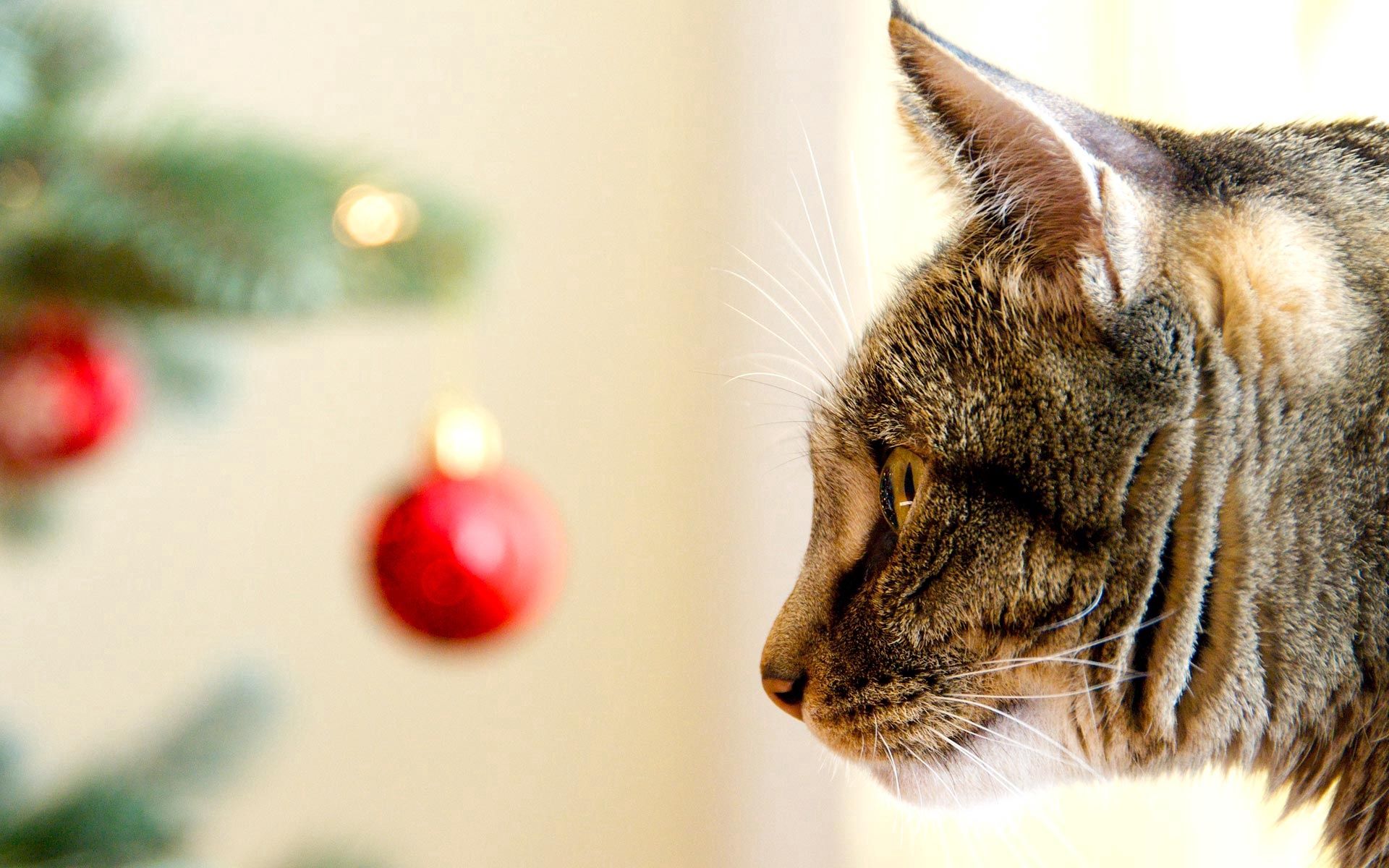 muzzle, cat, mindfulness, profile Christmas Tree Toy HQ Background Images