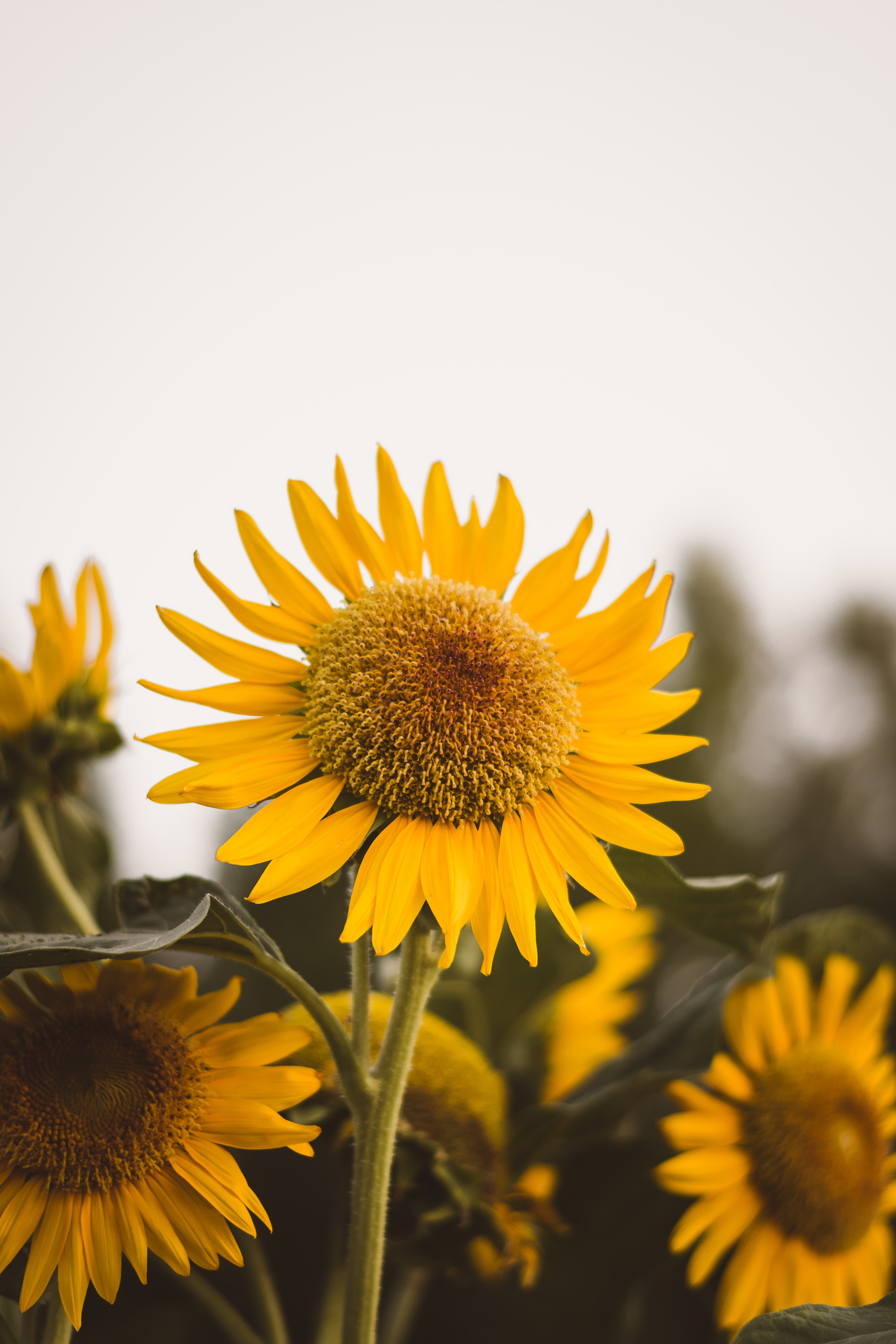 108647 Bildschirmschoner und Hintergrundbilder Sonnenblume auf Ihrem Telefon. Laden Sie blumen, gelb, blume, pflanze, blühen, blühenden, sonnenblume Bilder kostenlos herunter
