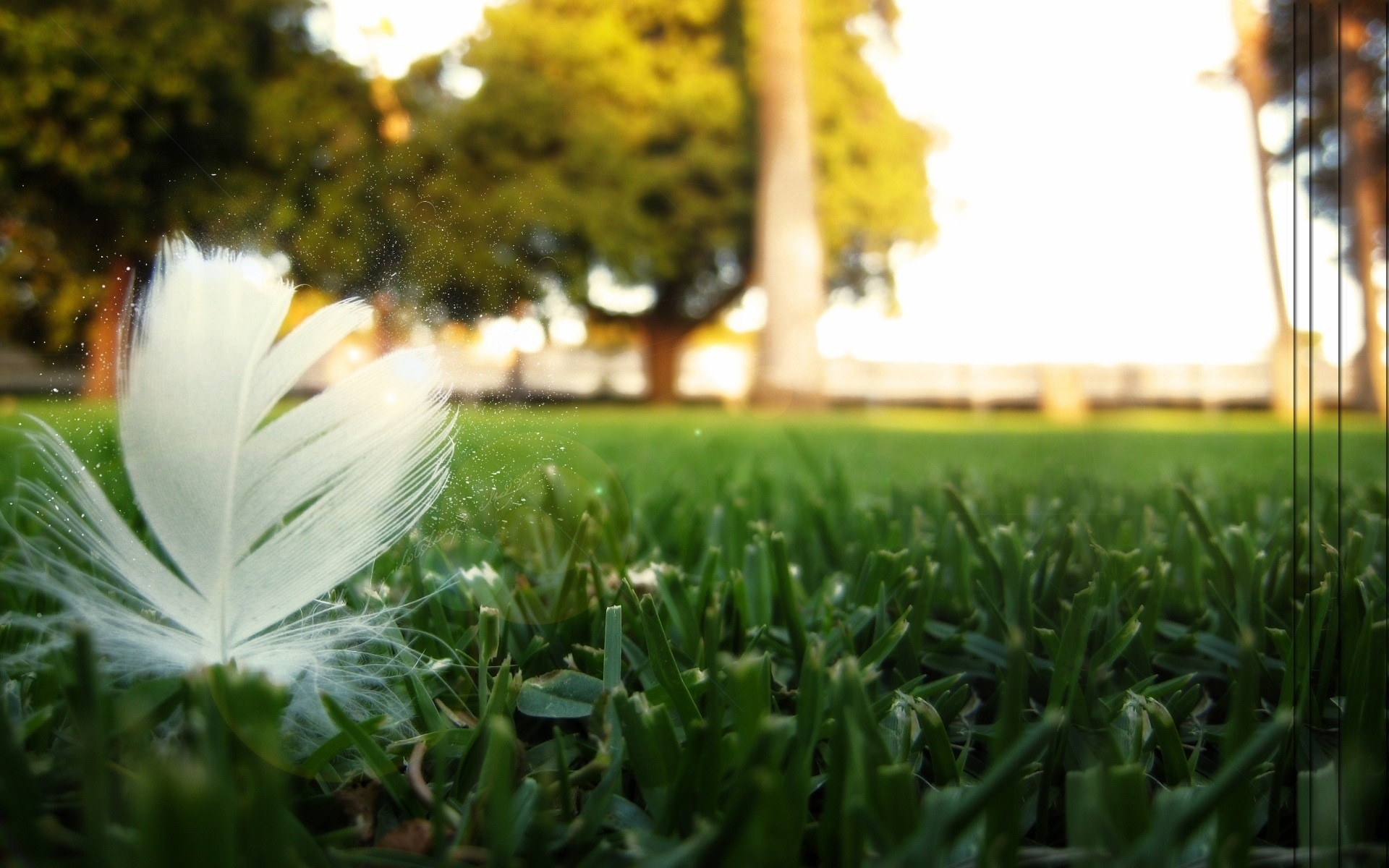 grass, background, feather cellphone