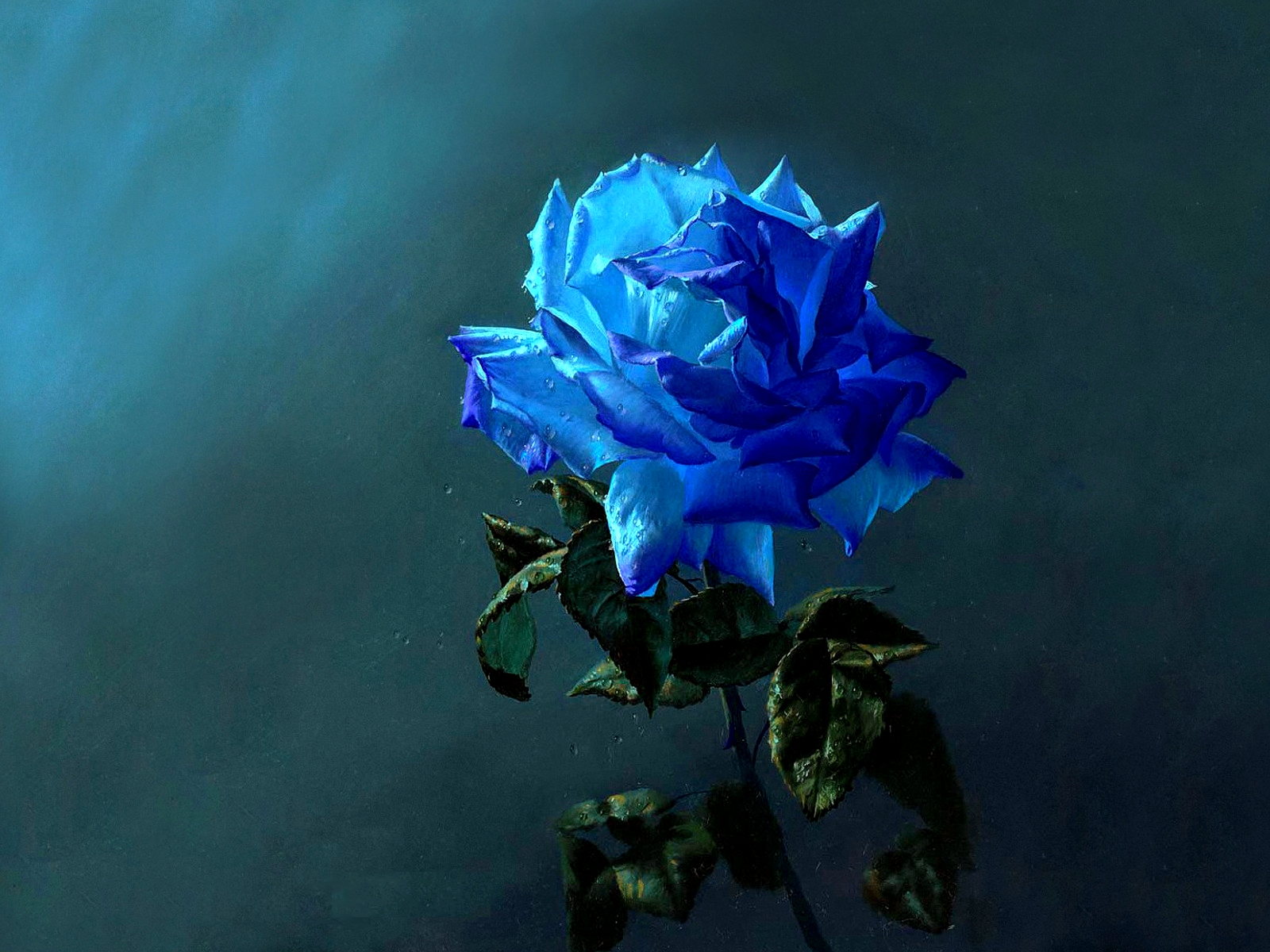 blue rose, rose, blue flower, flower, flowers, earth download HD wallpaper