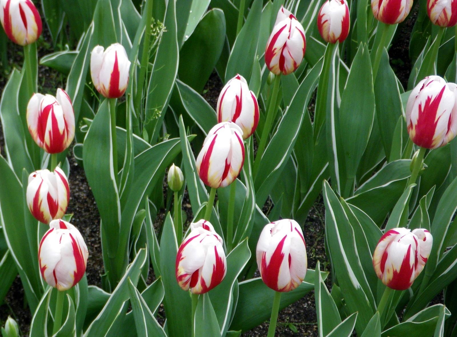 flowers, tulips, bright, flower bed, flowerbed, spring, variegated, mottled High Definition image
