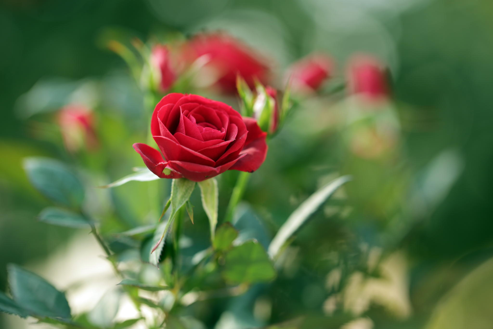 Laden Sie das Unschärfe, Blumen, Blume, Rose, Knospe, Bud, Glatt-Bild kostenlos auf Ihren PC-Desktop herunter