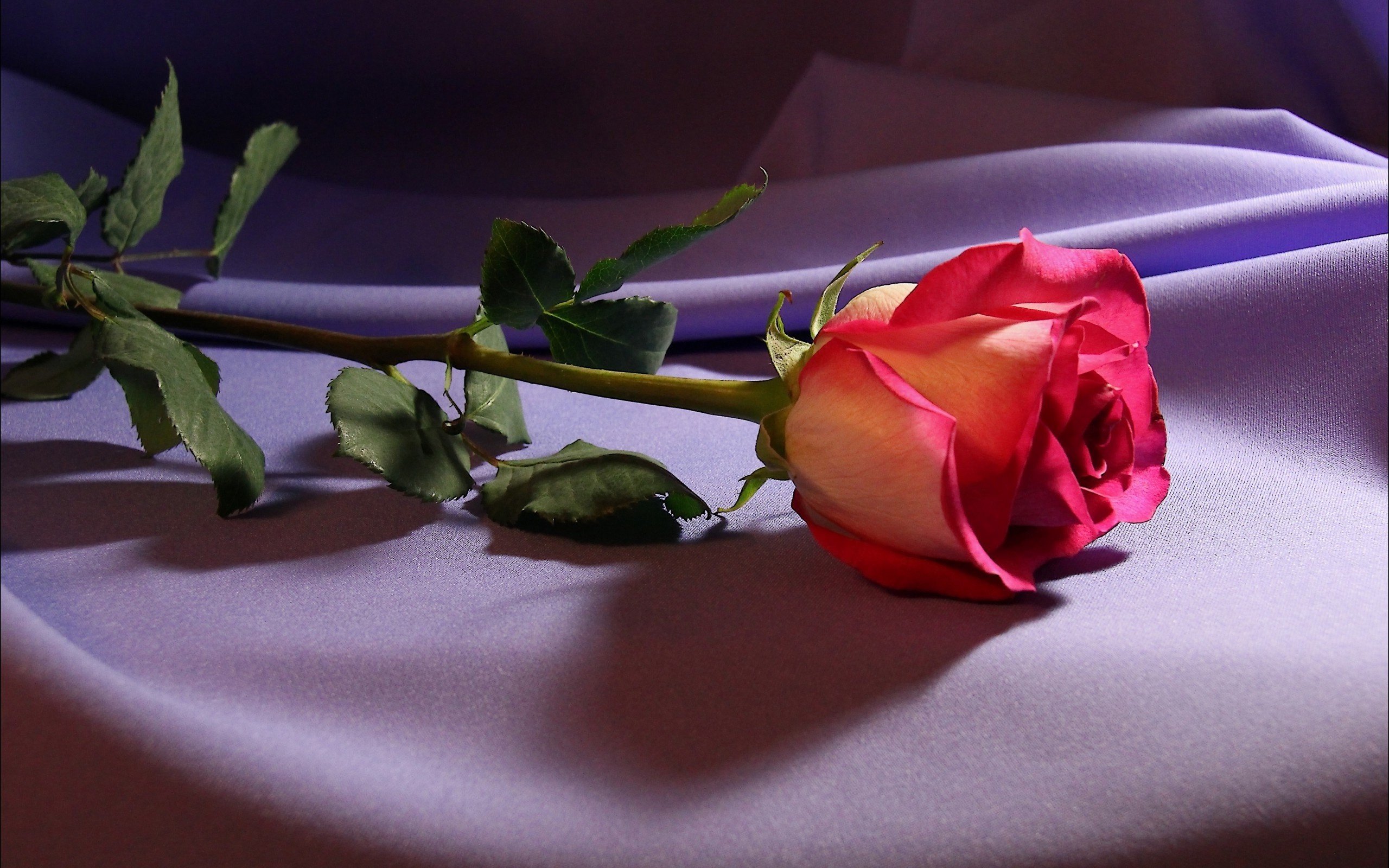 HD desktop wallpaper: Flowers, Flower, Rose, Earth, Pink Rose download free  picture #375385