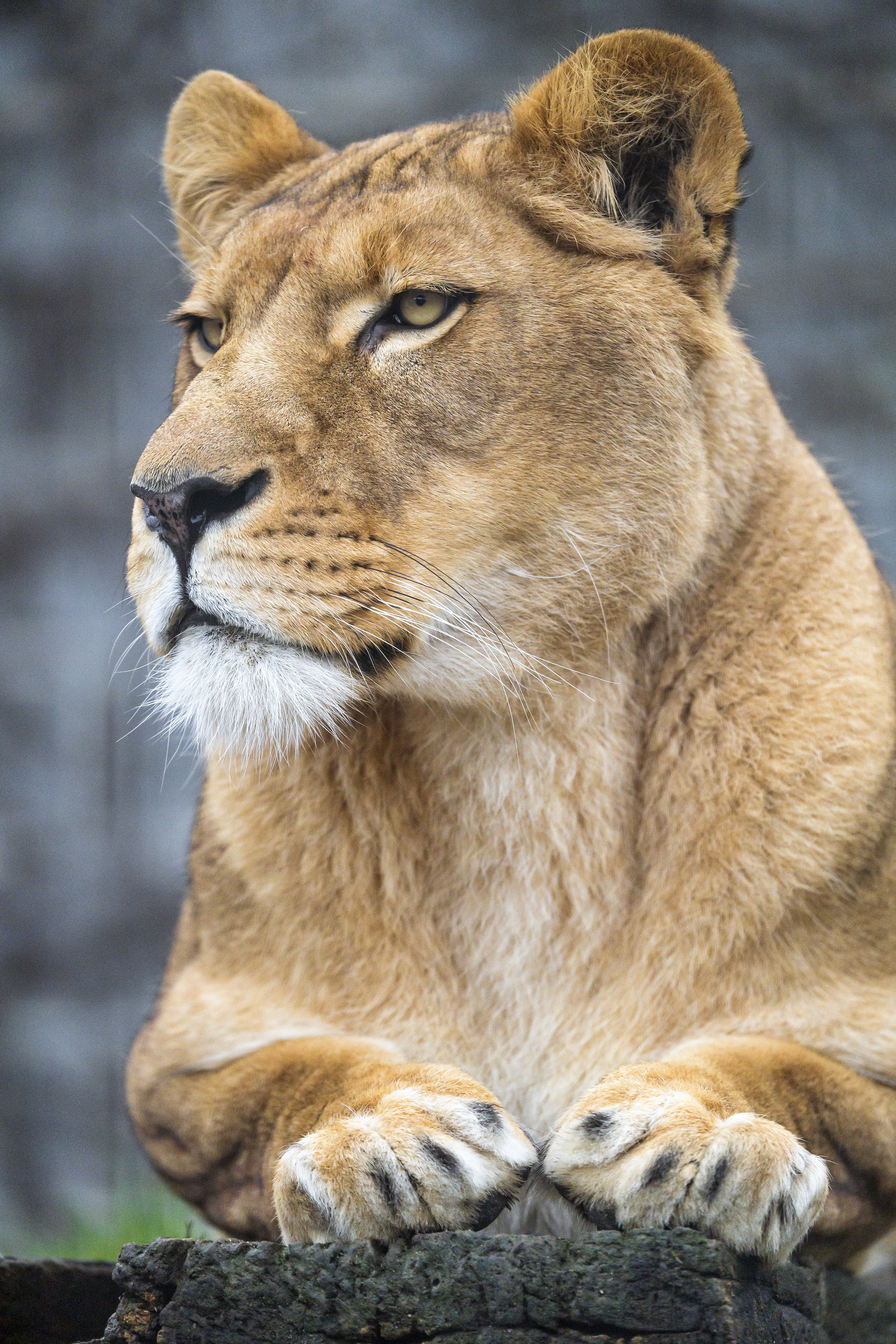 118893 скачать обои львица, животные, хищник, большая кошка, взгляд, лапы - заставки и картинки бесплатно