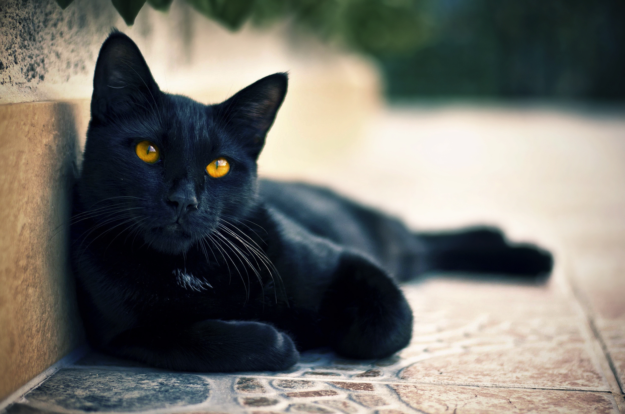 黒猫デスクトップ用ライブ壁紙 無料でダウンロード黒猫 Pc用のイメージと背景画像 Mob Org