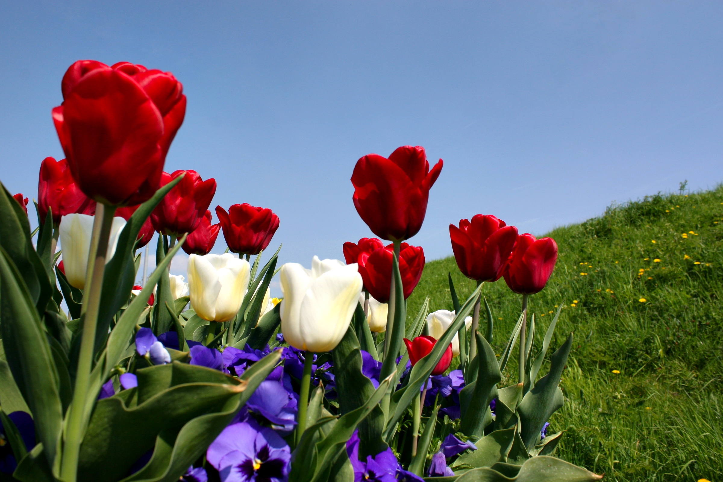 Handy-Wallpaper Blumen, Grass, Sky, Stiefmütterchen, Tulpen, Steigung kostenlos herunterladen.
