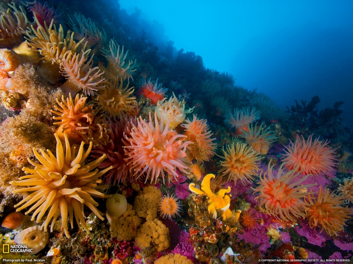 28549 Bild herunterladen koralle, landschaft, sea - Hintergrundbilder und Bildschirmschoner kostenlos