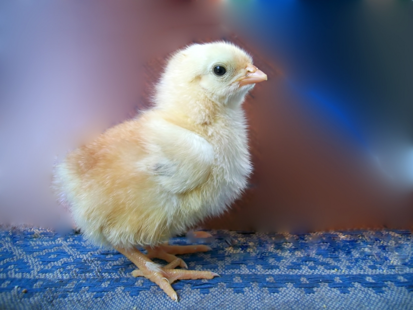 29284 Screensavers and Wallpapers Chicks for phone. Download animals, birds, chicks pictures for free