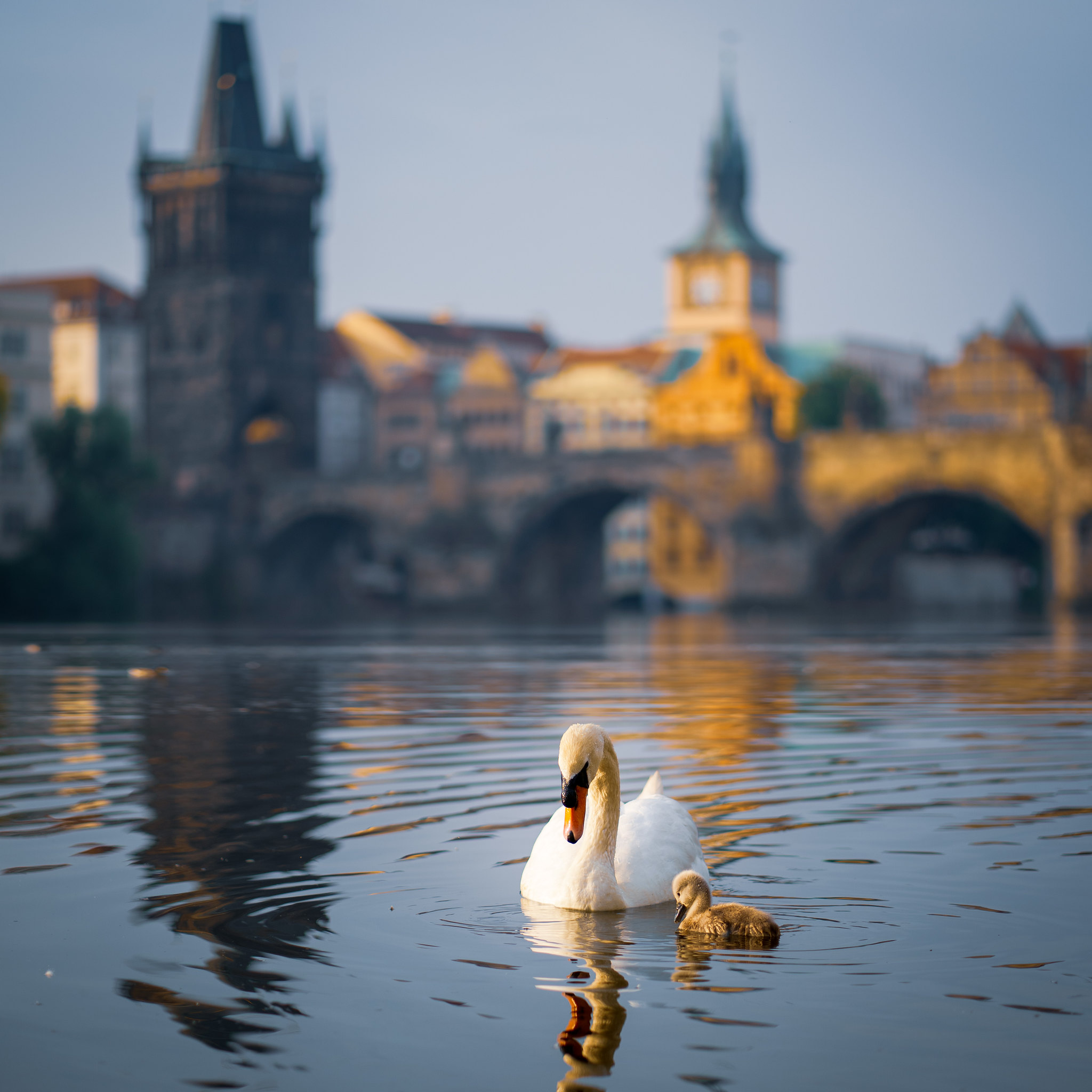 building, swan, animals, lake, bird wallpapers for tablet
