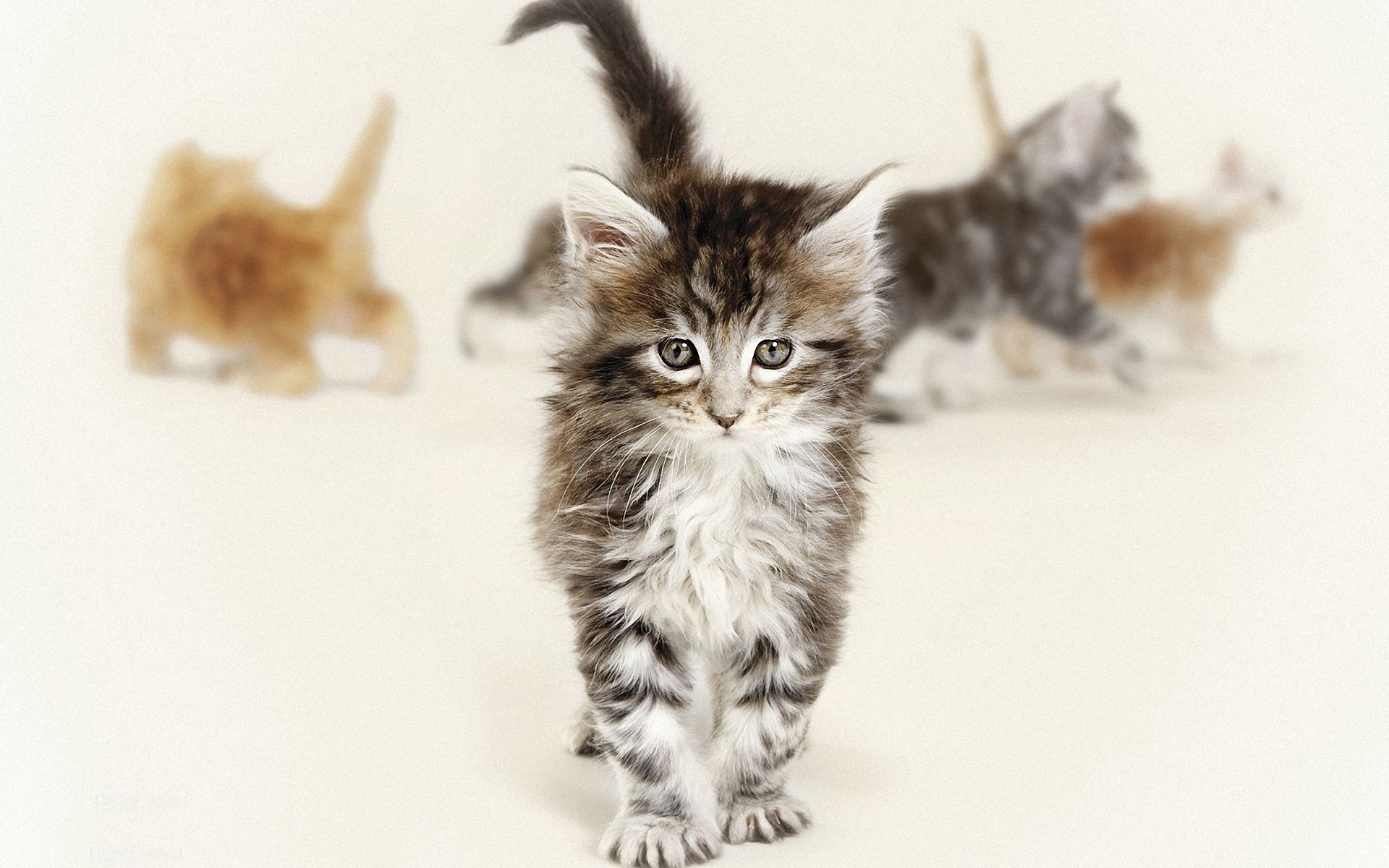 137549 3840x2160 PC pictures for free, download kitty, animals, blur, photosession 3840x2160 wallpapers on your desktop