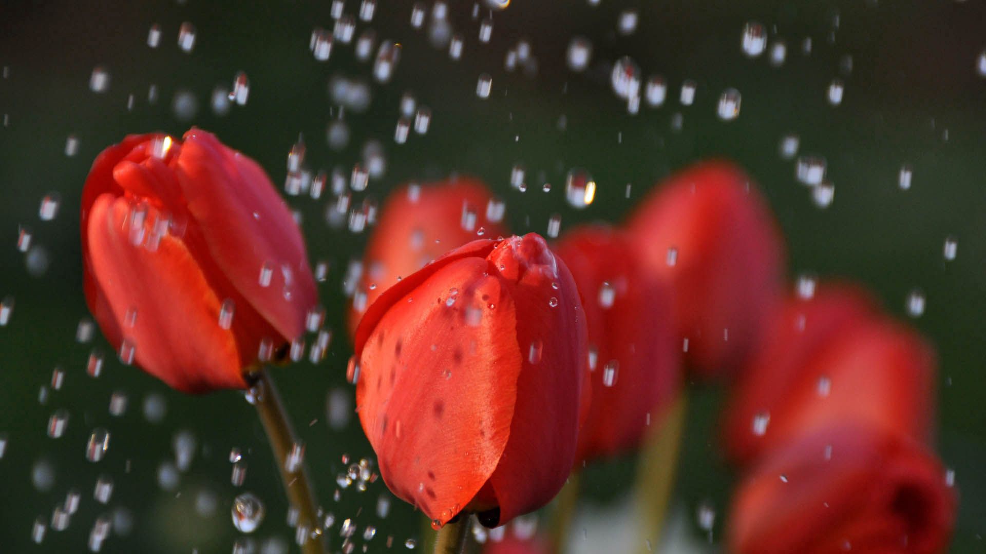 133704 download wallpaper tulips, red, flower, macro screensavers and pictures for free