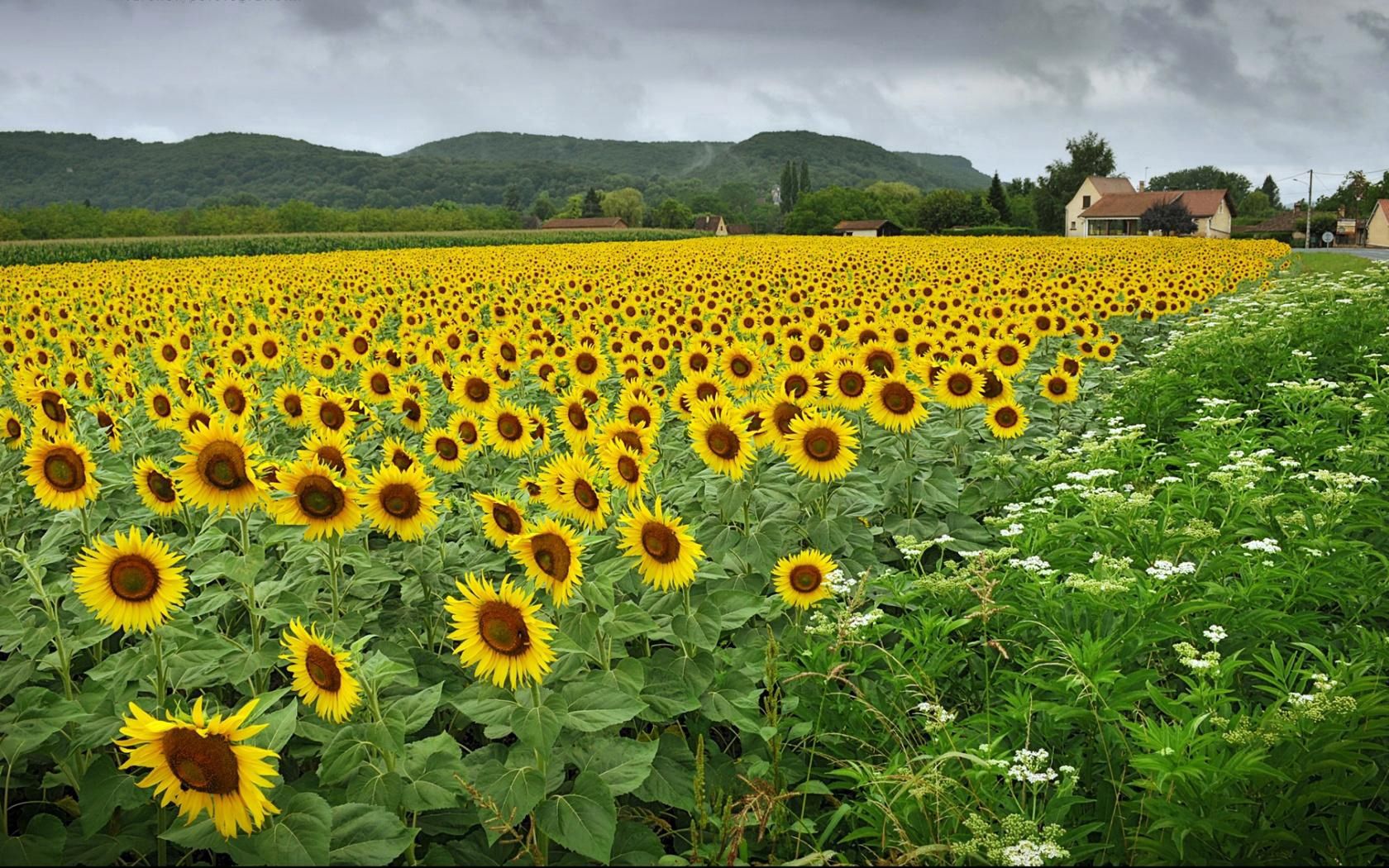 village, flowers, sunflowers, field