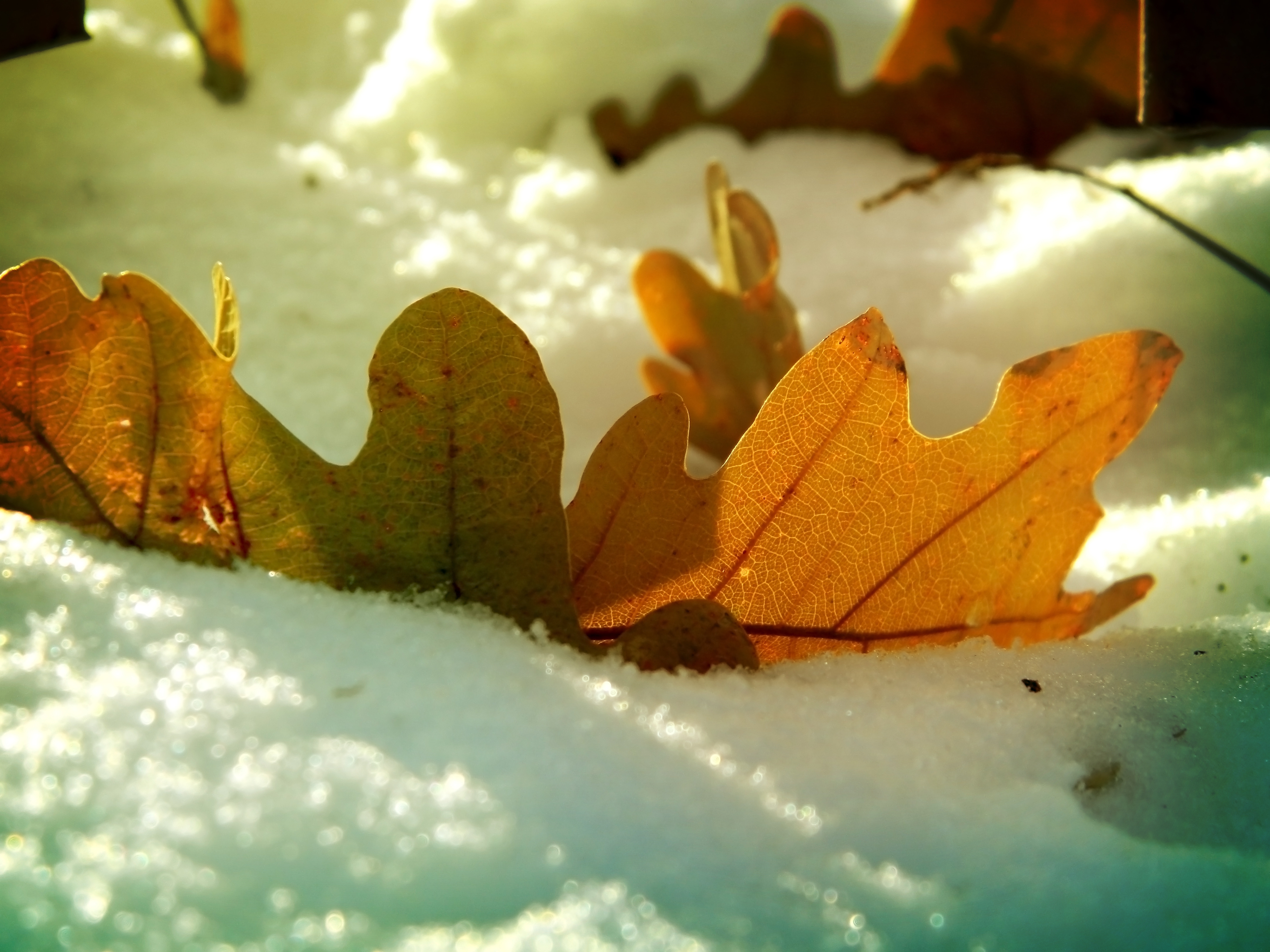 winter, autumn, oak, snow Leaf Cellphone FHD pic
