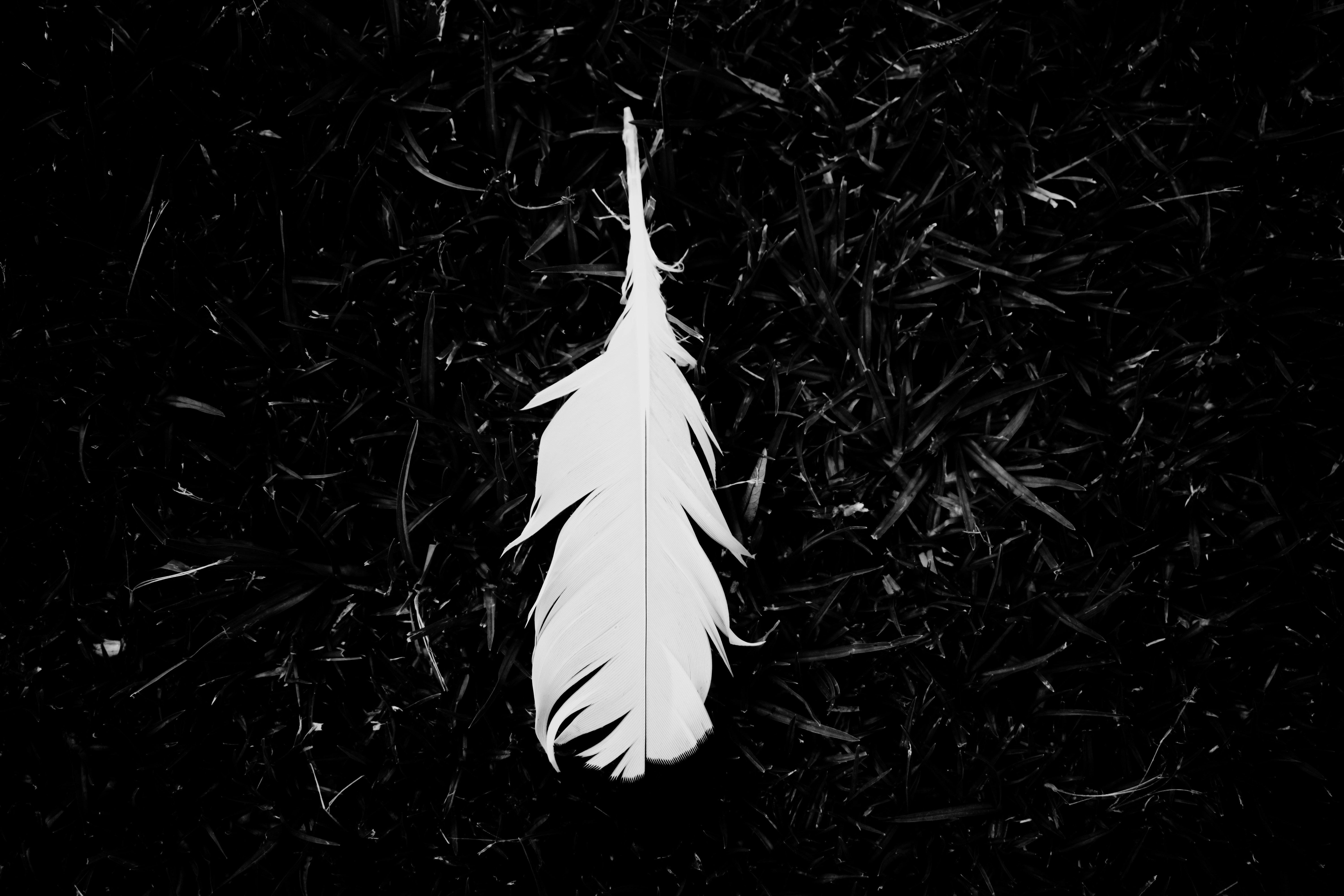 84962 Screensavers and Wallpapers Pen for phone. Download grass, feather, white, miscellanea, miscellaneous, bw, chb, pen, ease pictures for free