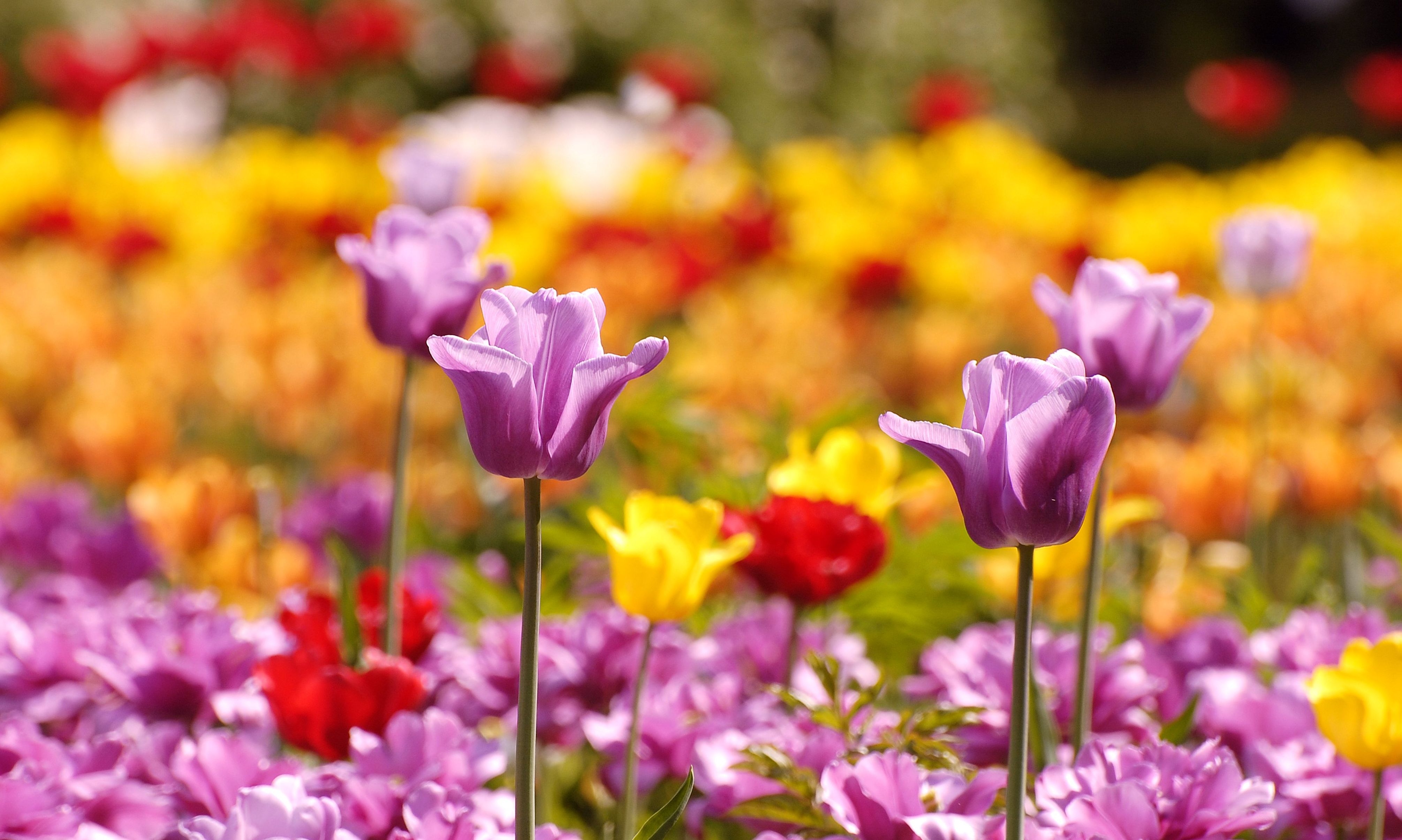 Flower Bed tulips, blur, smooth, flowers 8k Backgrounds