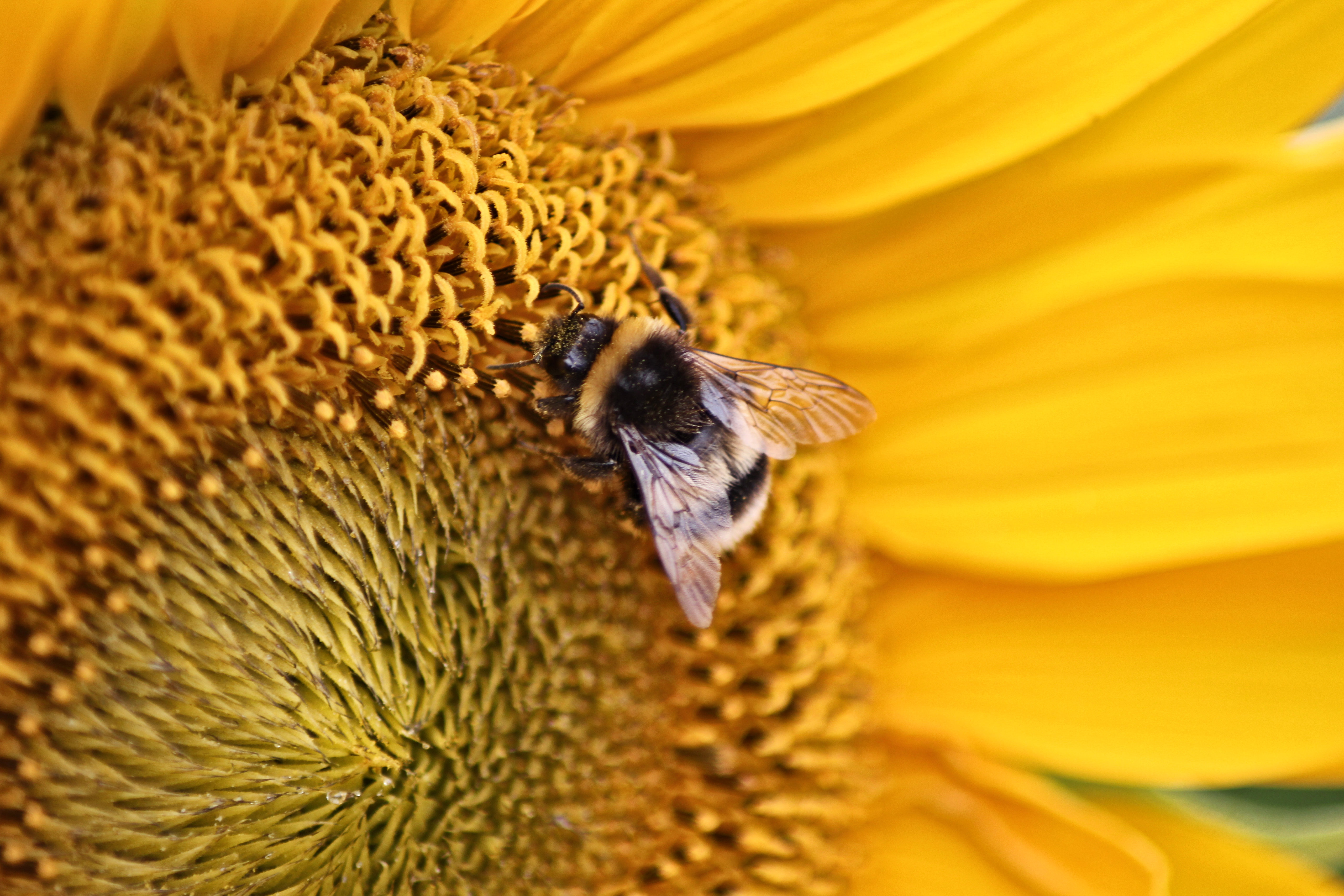 85854 Bildschirmschoner und Hintergrundbilder Biene auf Ihrem Telefon. Laden Sie tiere, gelb, blume, makro, insekt, biene Bilder kostenlos herunter