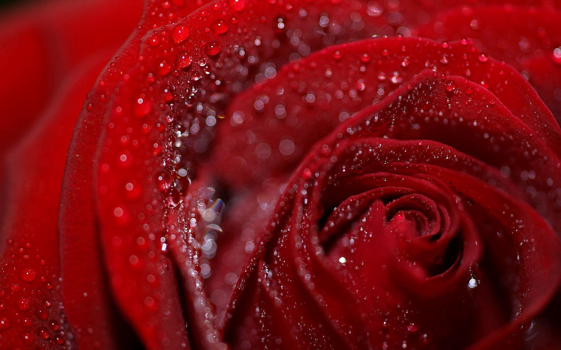Laden Sie das Drops, Blume, Makro, Rose, Blütenblätter, Nass, Tau, Feucht-Bild kostenlos auf Ihren PC-Desktop herunter