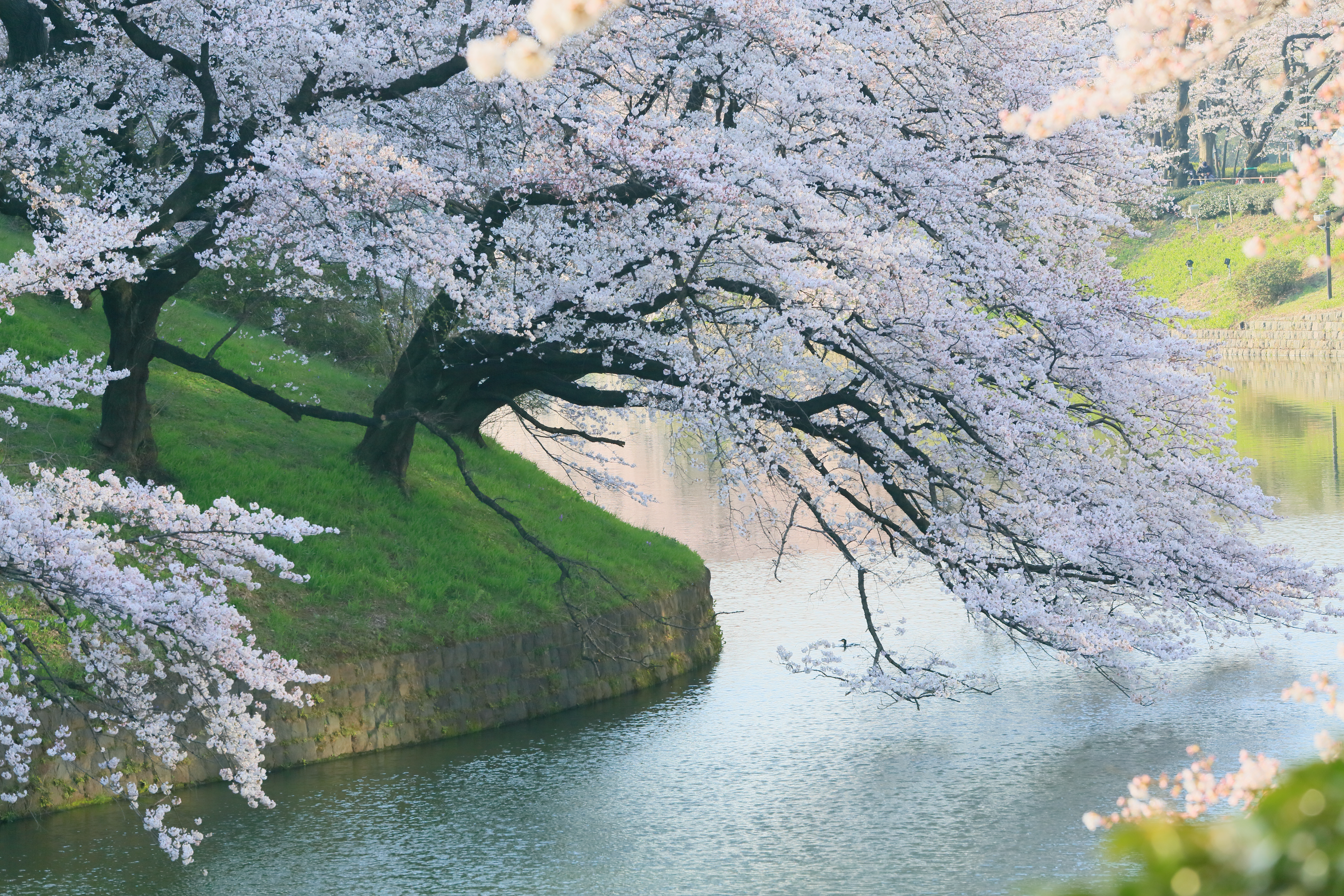 1523132壁紙のダウンロード日本, 春, さくら, 地球, 桜の花, 桜-スクリーンセーバーと写真を無料で