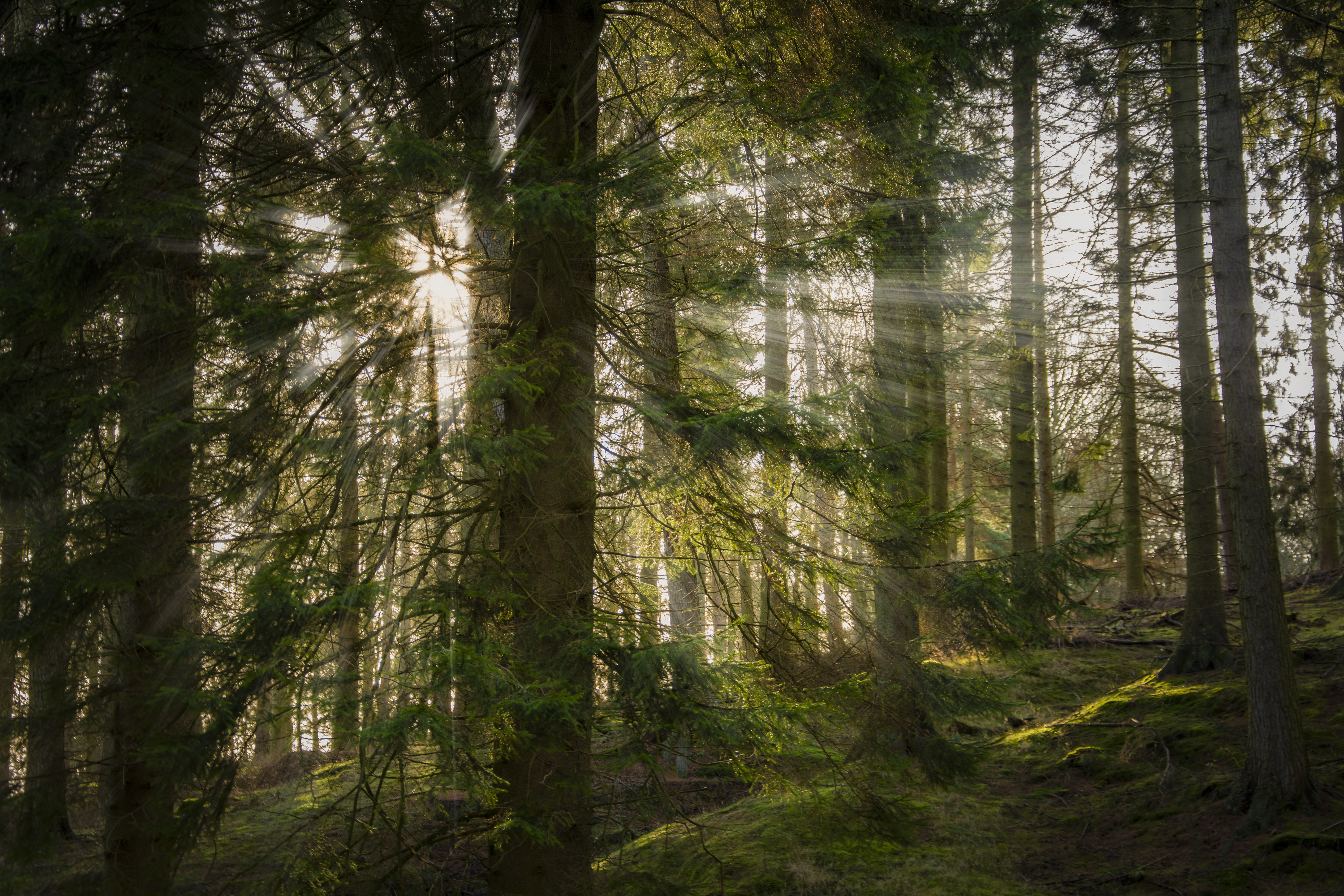 手機的90797屏保和壁紙太阳。 免費下載 树, 光束, 森林, 横梁 圖片