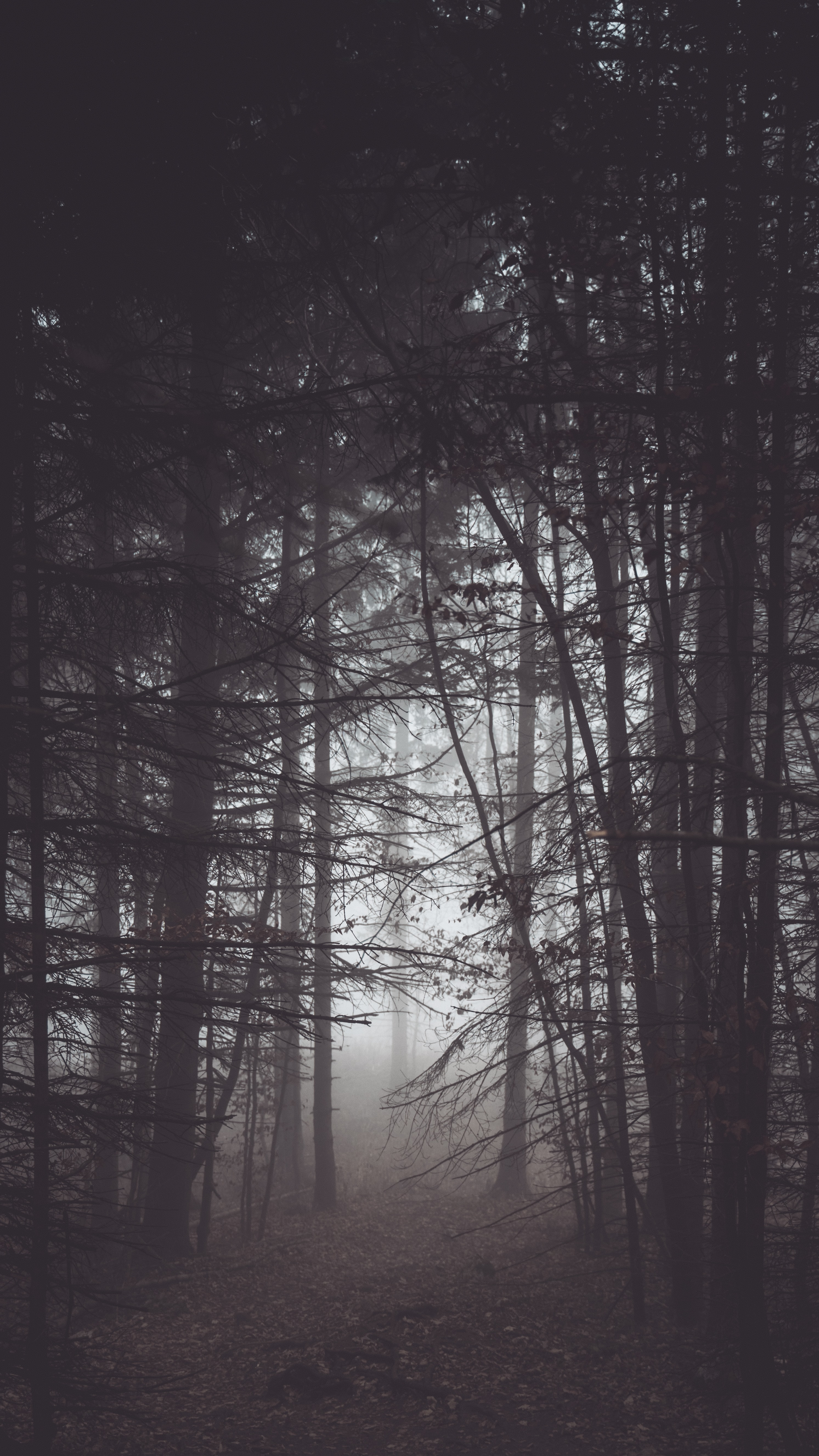 お使いの携帯電話の146575スクリーンセーバーと壁紙闇。 森林, 森, 霧, 夕暮れの写真を無料でダウンロード