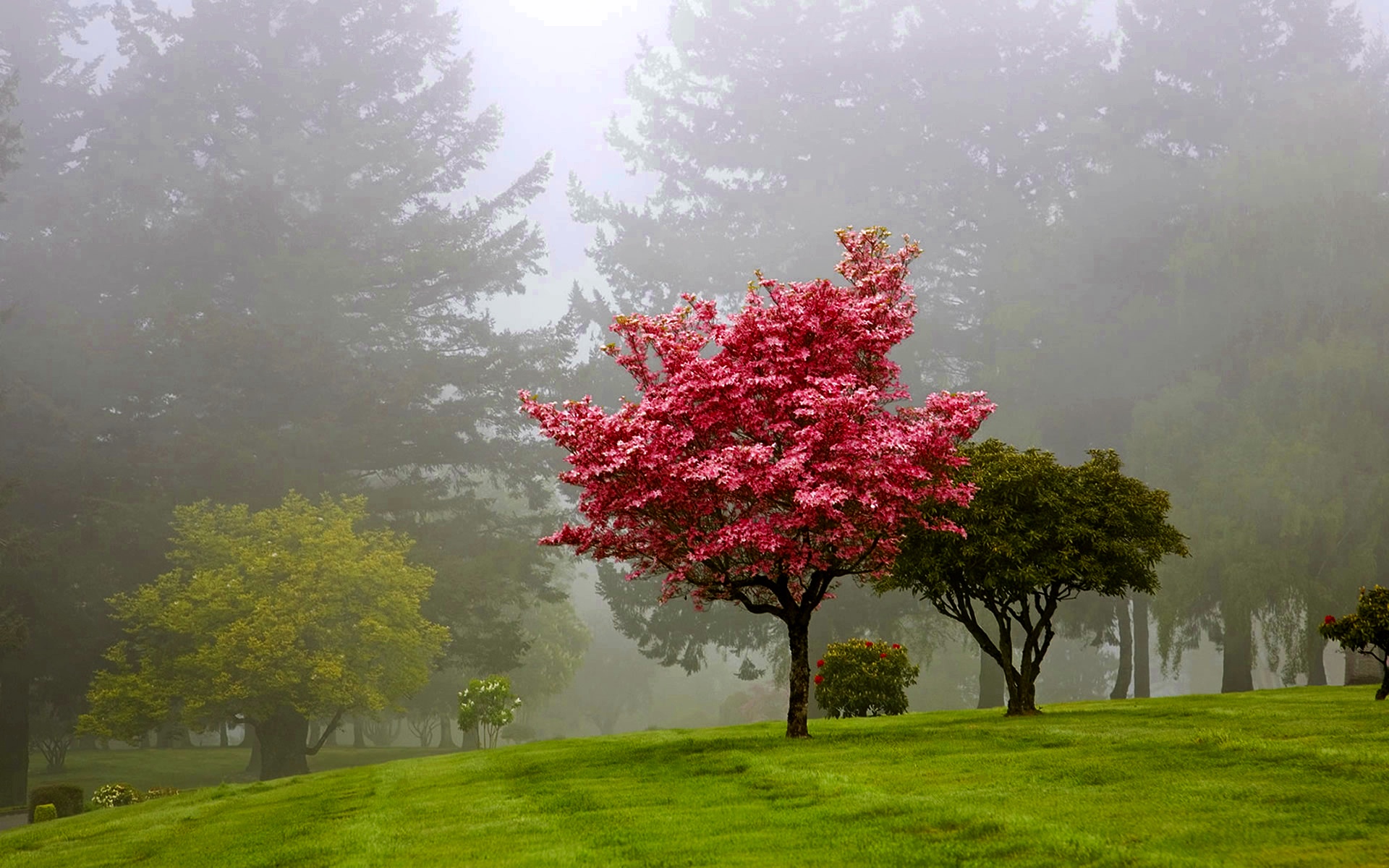 Розовые деревья в горах. Сакура дерево. Сакура в тумане. Розовое дерево. Деревья в Японии.